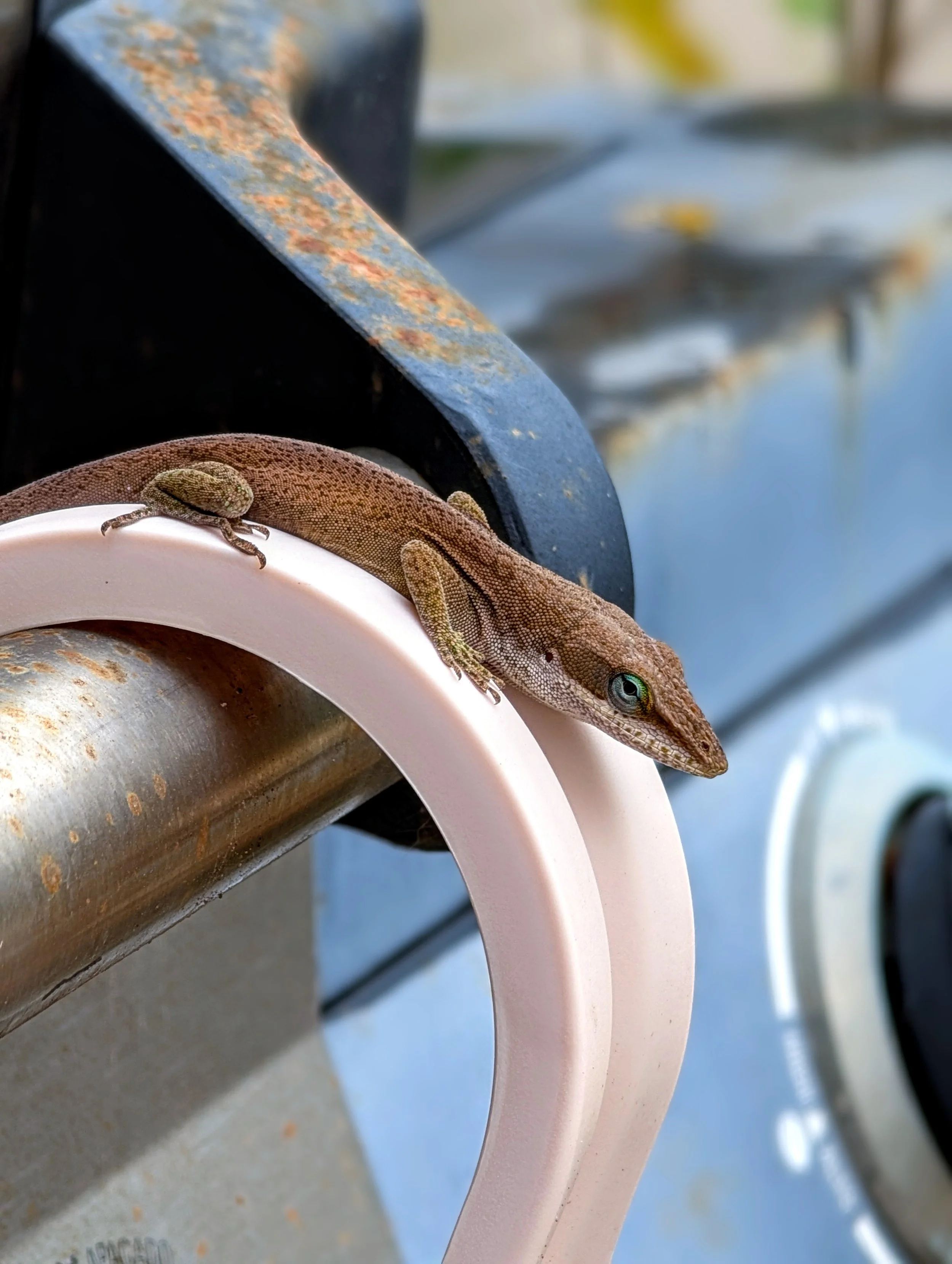 Suspicious (2024). His blue eyes watched me as I moved closer. He posed begrudgingly.