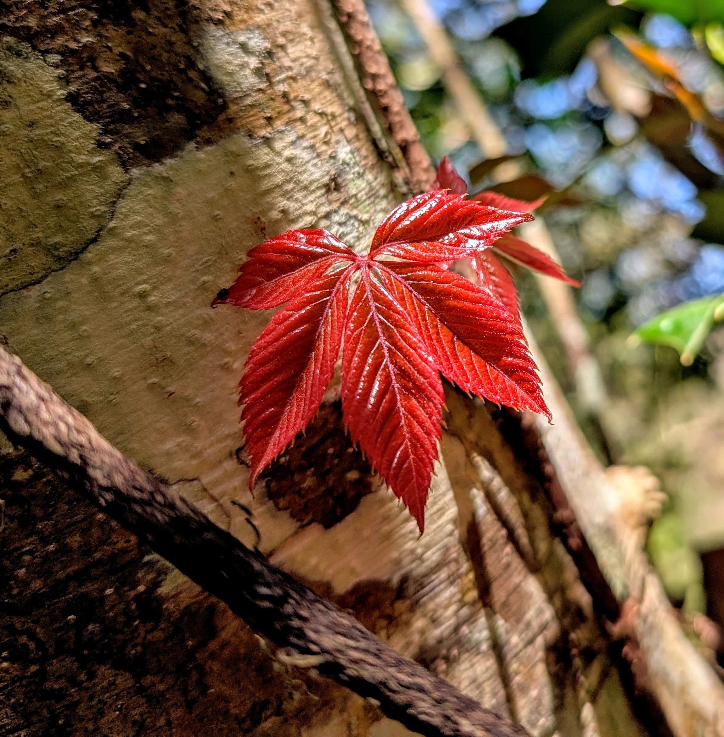 Waxed and Thriving (2025). It was alone, the only red leaf nearby. It gripped its tree and was the highlight of the area.