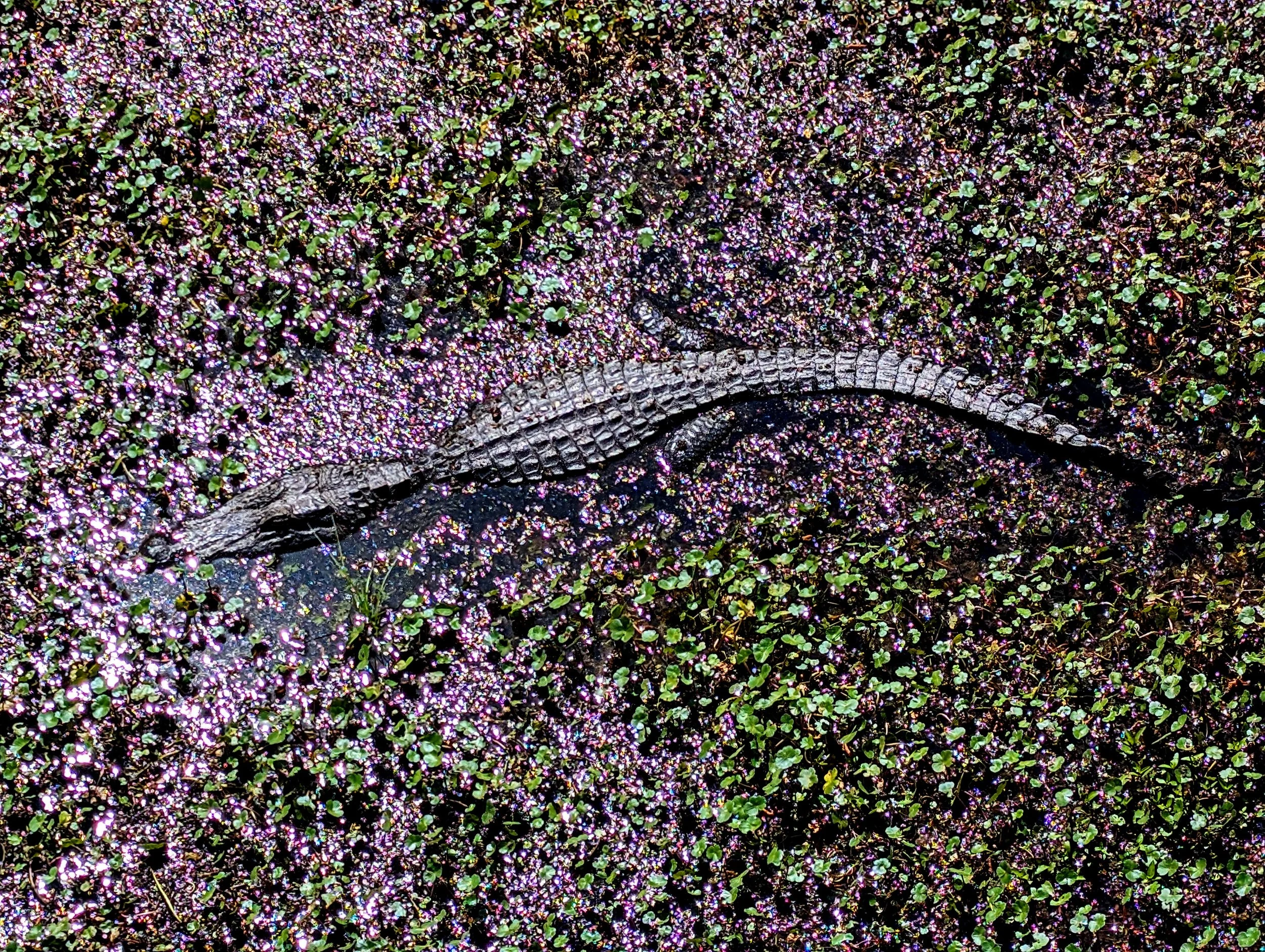 Purple Gator (2025). He lays in wait as the Egrets of Avery Island, LA roost nearby.