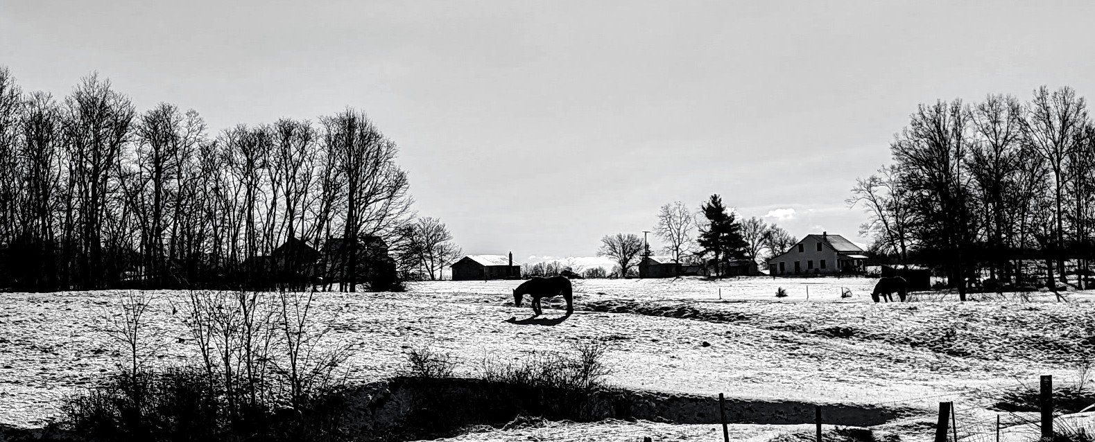 A Morning Snow (2024).
After the first snow of the year, horses awaken to graze the meadows of Ohio.
Currently on display at the Austin Public Library - Carver Branch