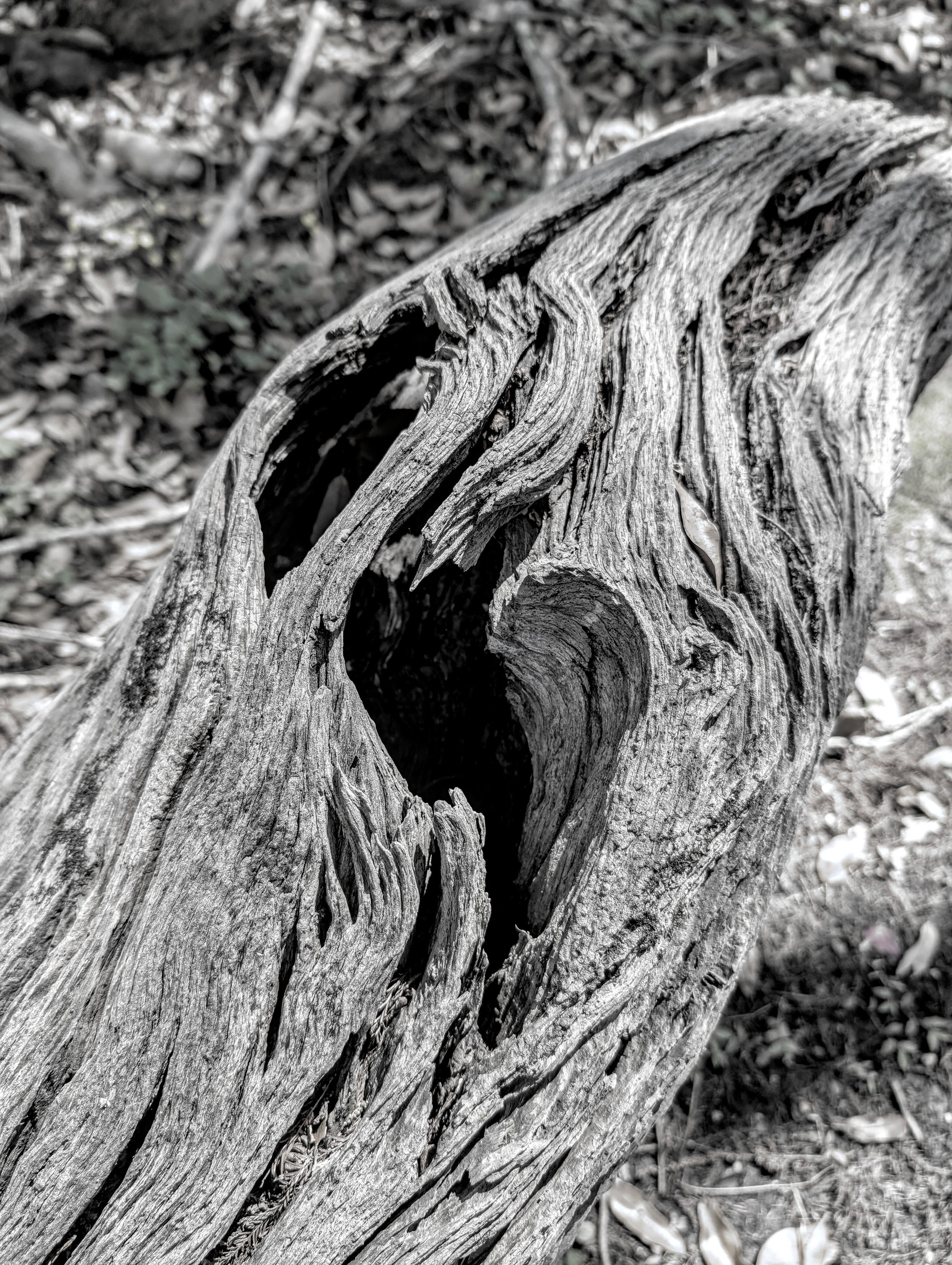 Heart: Driftwood Collaboration (2025). He saw the wood, didn't have the right lens. I saw the heart, and took the shot we found together.