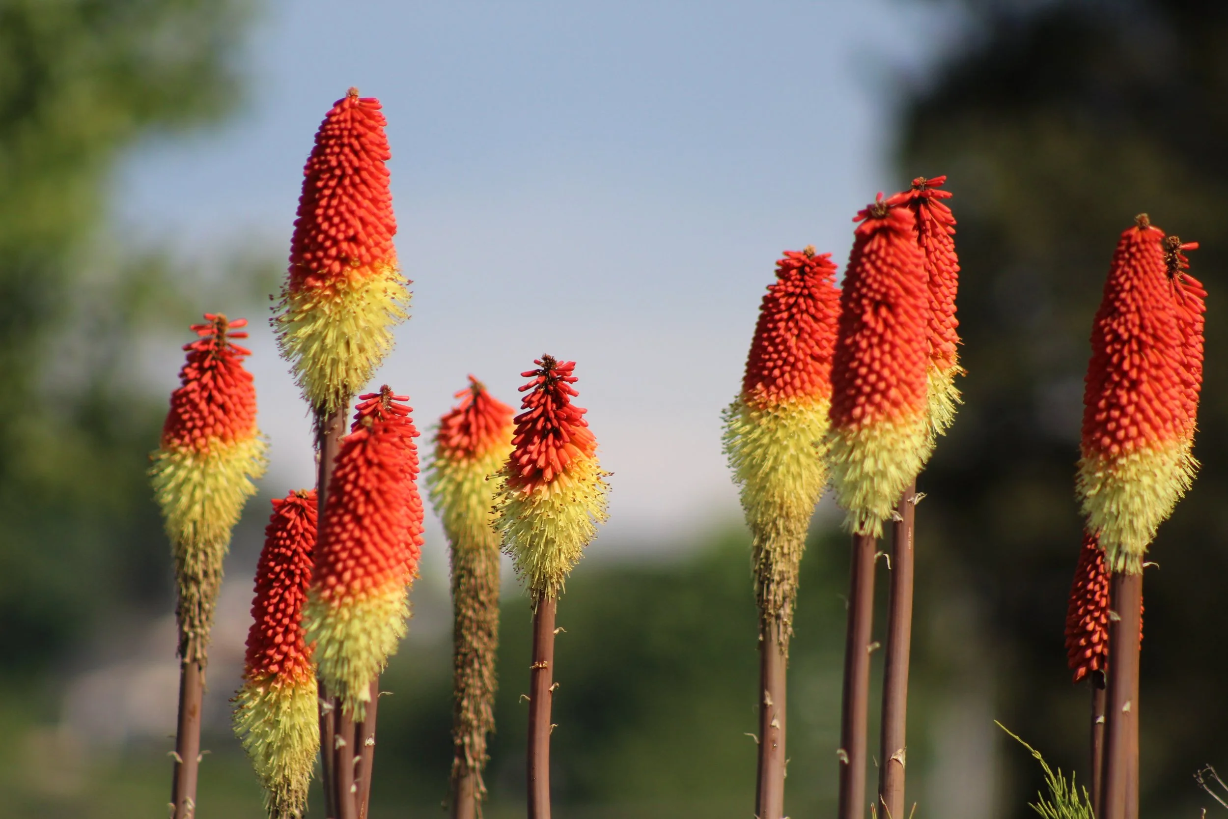 Torch Lilies (2021). Foreign to me, they took over Spring in Tacoma as I explored.