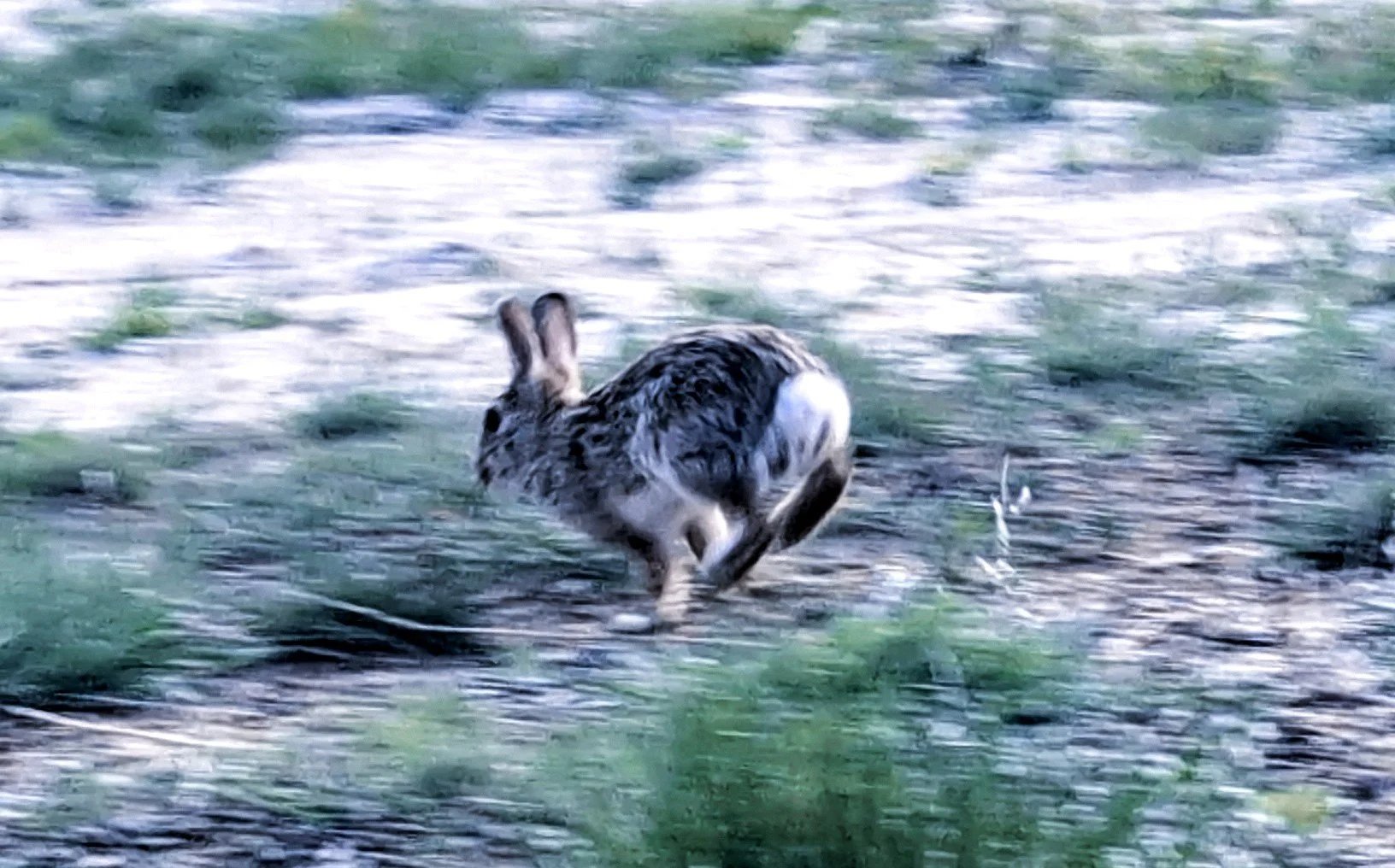 Outta Here (2025). A Colorado rabbit paused to say hello, before rushing off to his very important date.