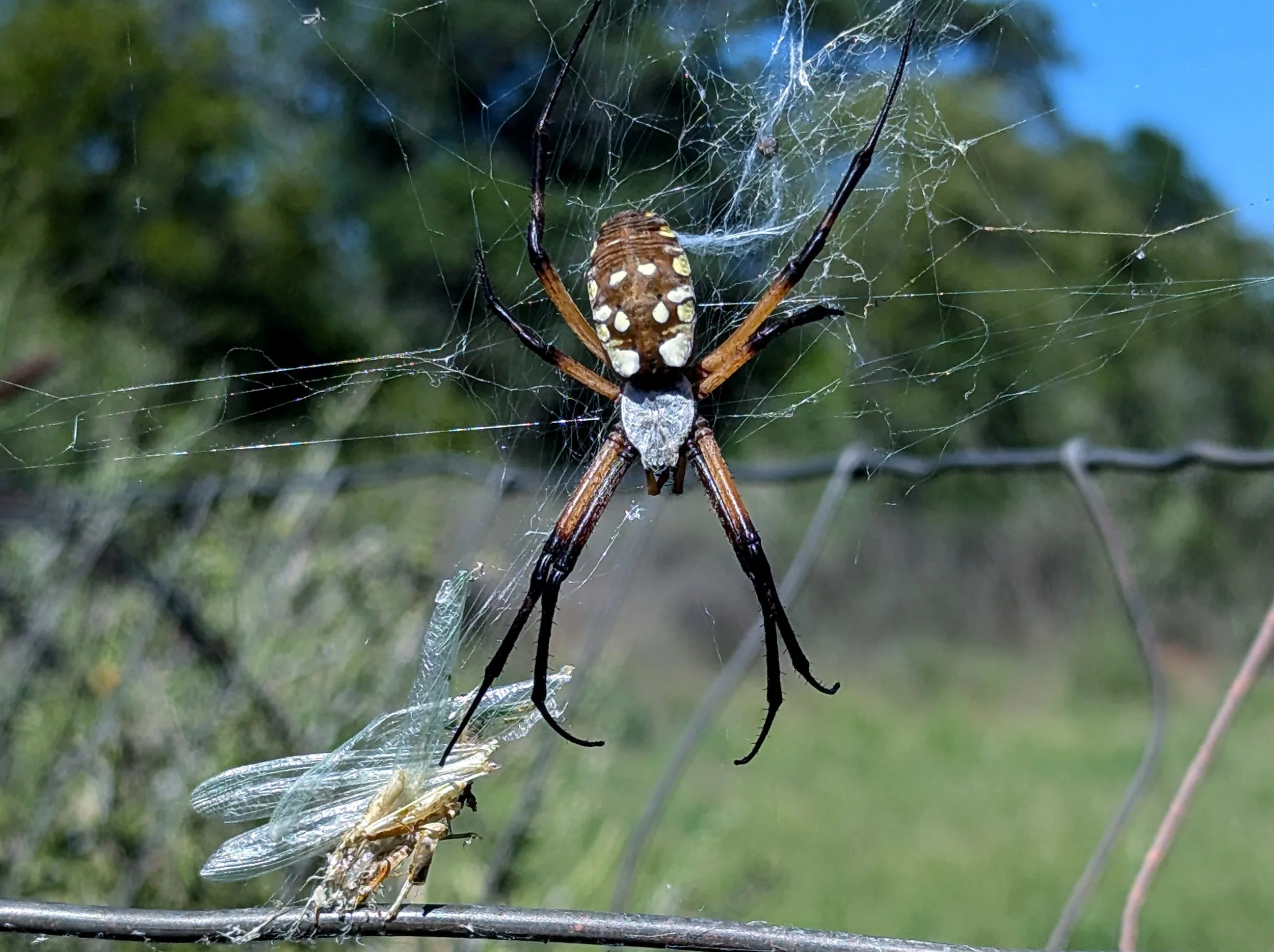 Hunter's Elegy (2024). A corn spider rests on its web, the dragonfly's remnants a healthy meal as the summer starts to fade into fall.