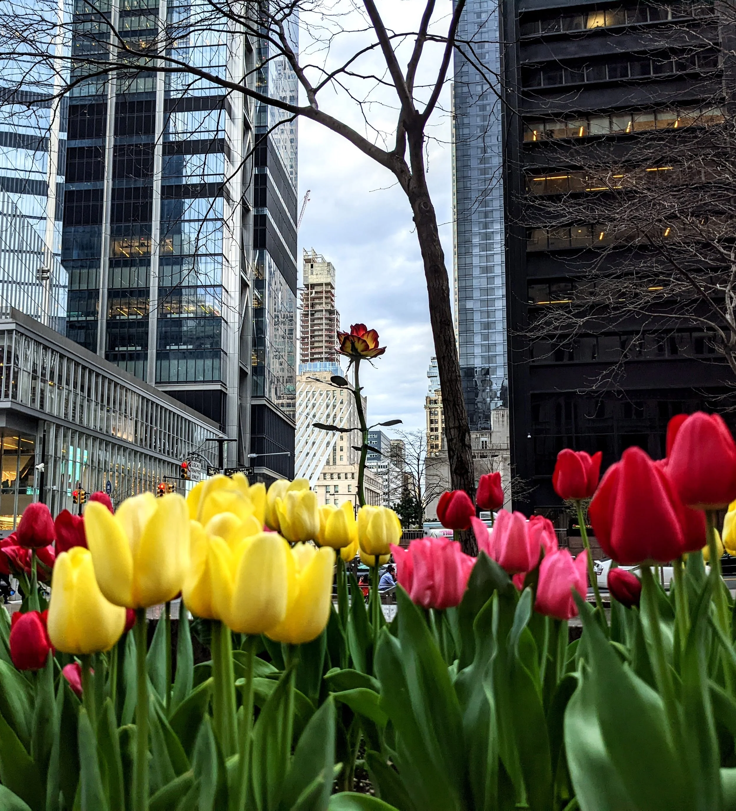 Color in the Jungle (2022). Tulips thrive in a New York City downtown flower bed.