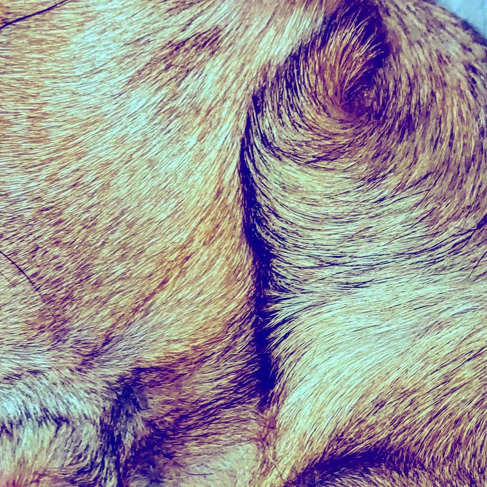Swirls (2020). The Van Gogh-esque swirl of his growing fur still makes me smile.