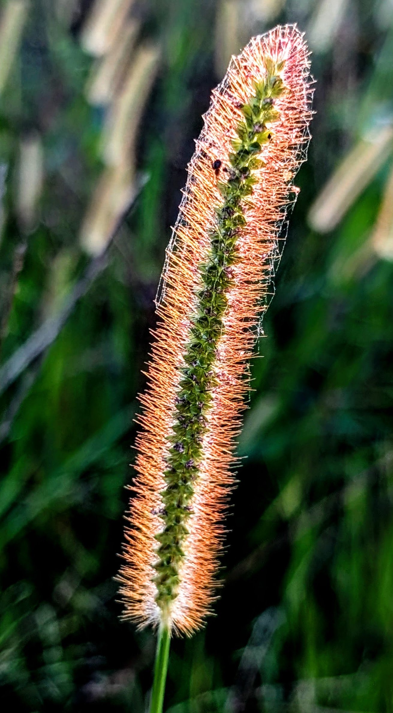 Foxtail (2025). A foxtail shines in the sun of an Omaha afternoon, it's collection of webs waiting for new visitors at night.