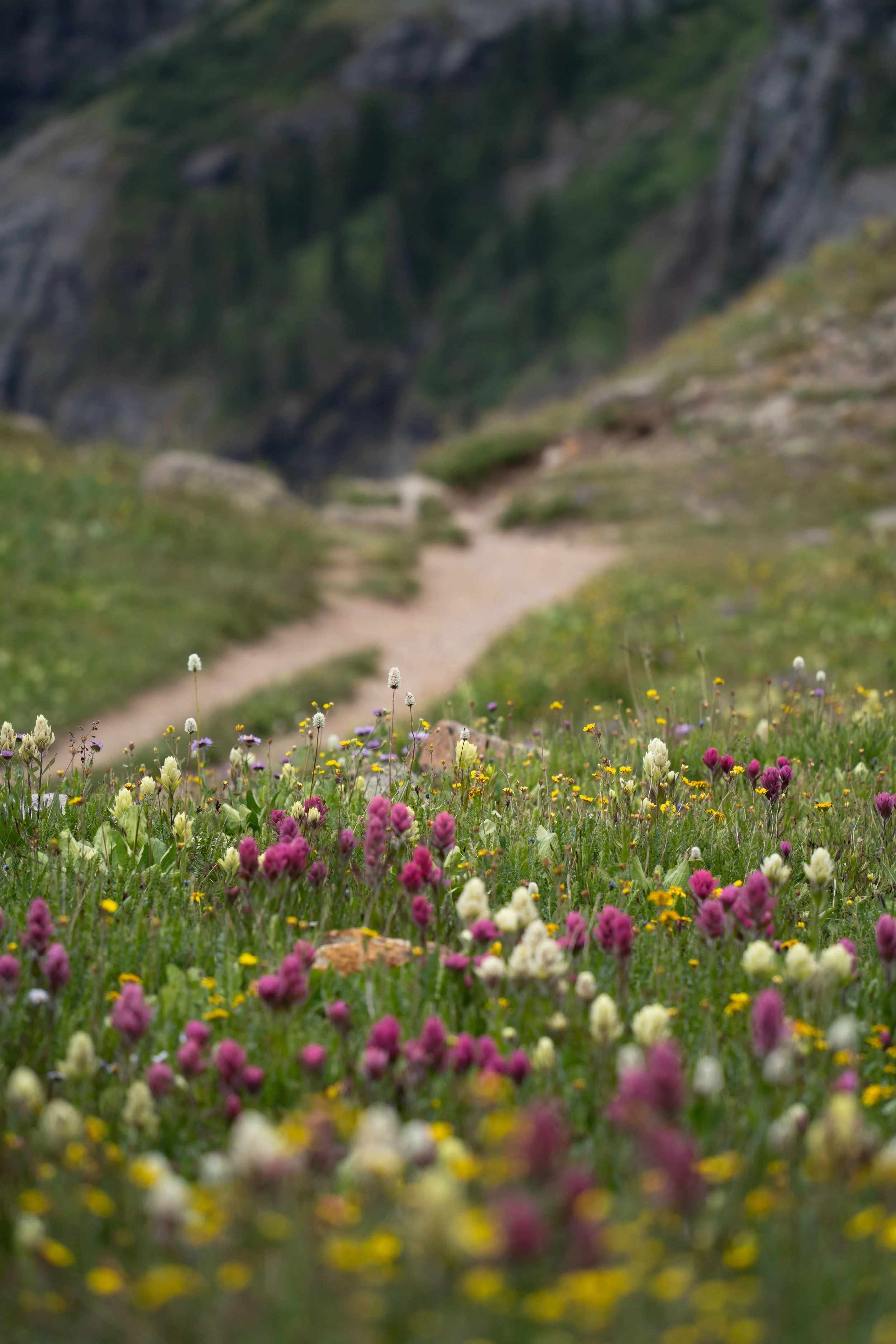 A colorful meadow with various wildflowers including pink, white, yellow, and purple blooms, leading to a mountain trail with rocky slopes and green vegetation in the background.