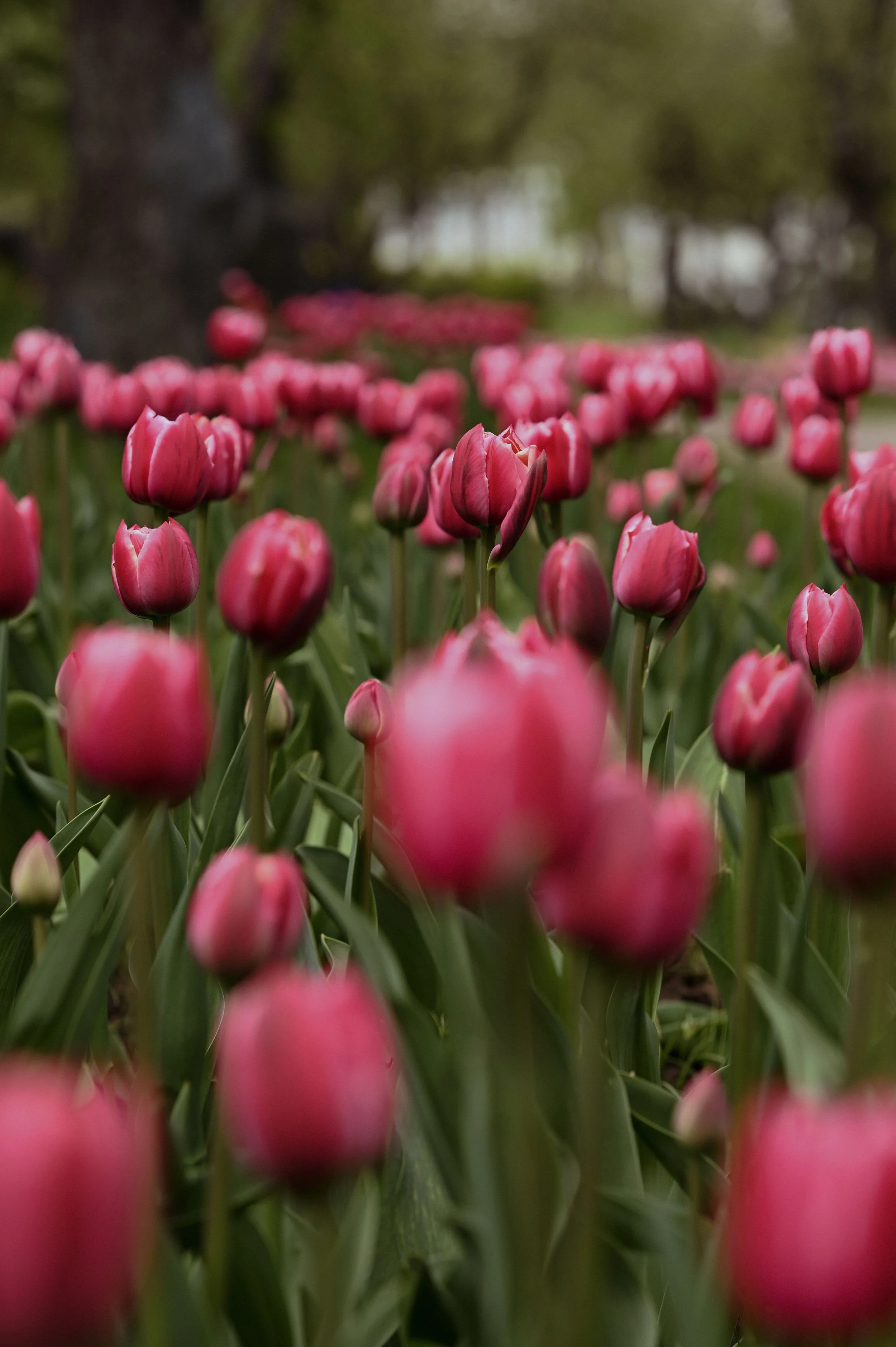 Close-up of pink tulip flowers in a garden with blurred trees and greenery in the background.