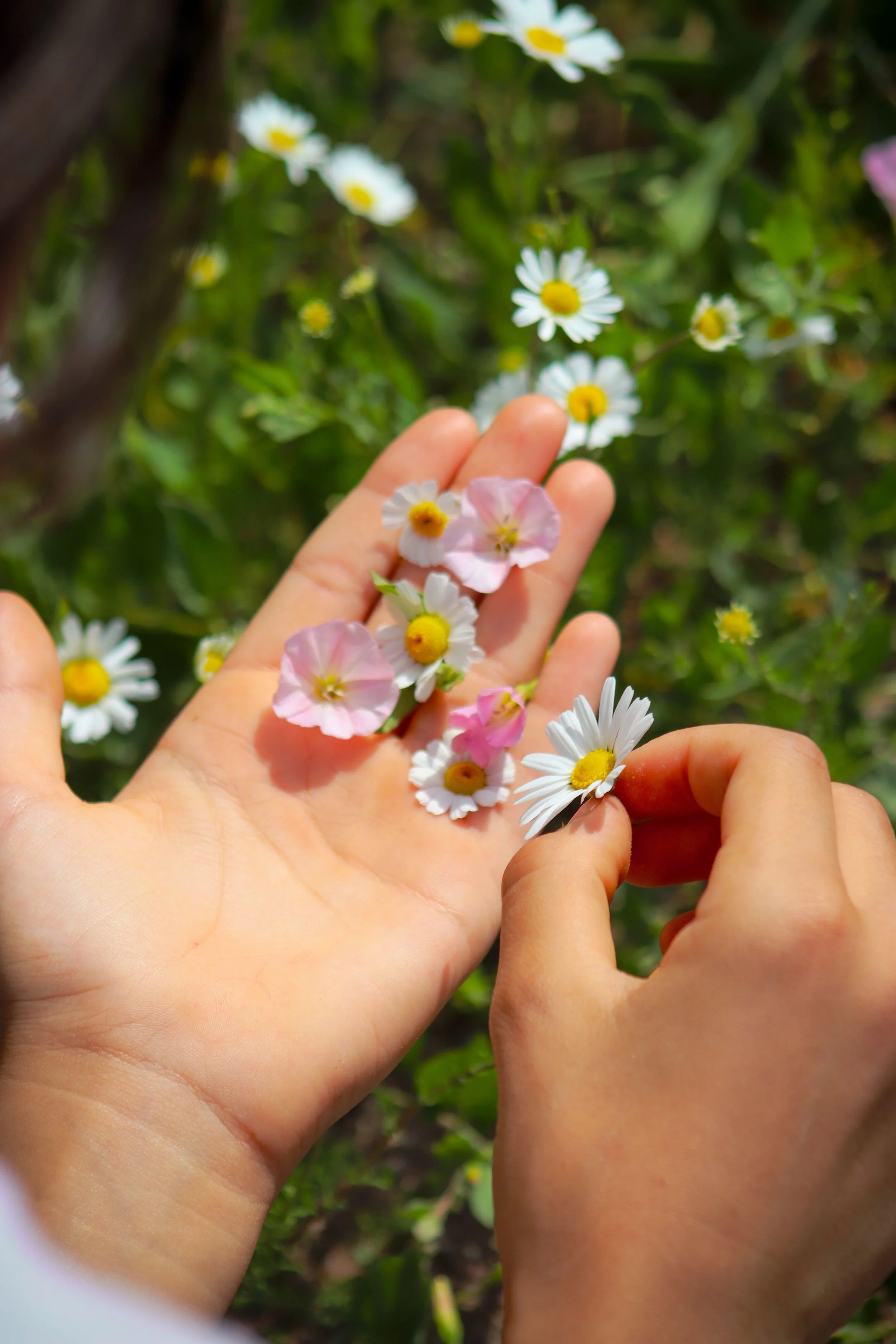 Person holding small white and pink flowers with yellow centers in hand, with a background of green leaves and more flowers.