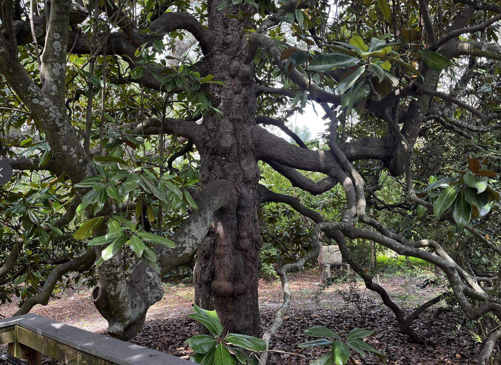 Close-up of a large tree with twisting branches and broad green leaves, some with patches of white lichen, surrounding a wooden fence in a garden setting.