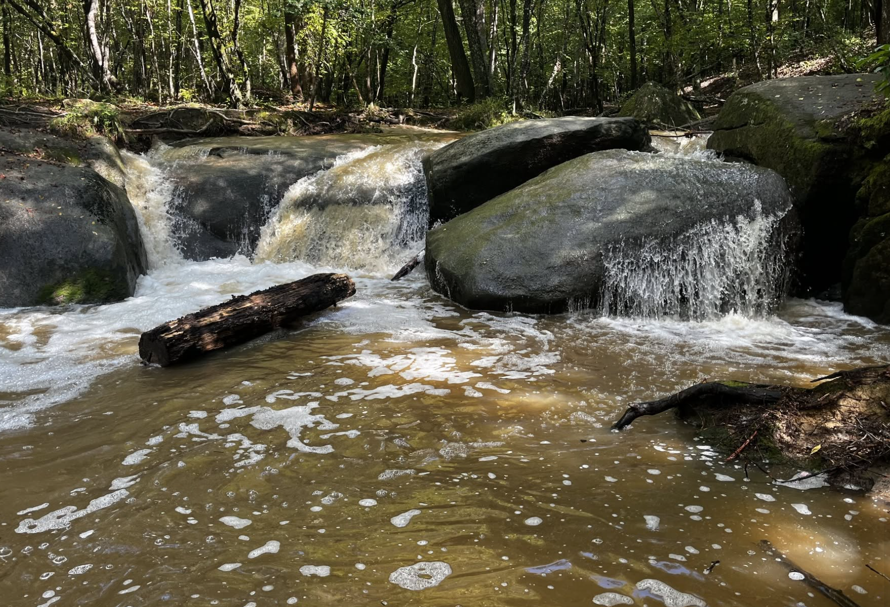 A small stream flowing over rocks in a forest, with sunlight filtering through green trees.