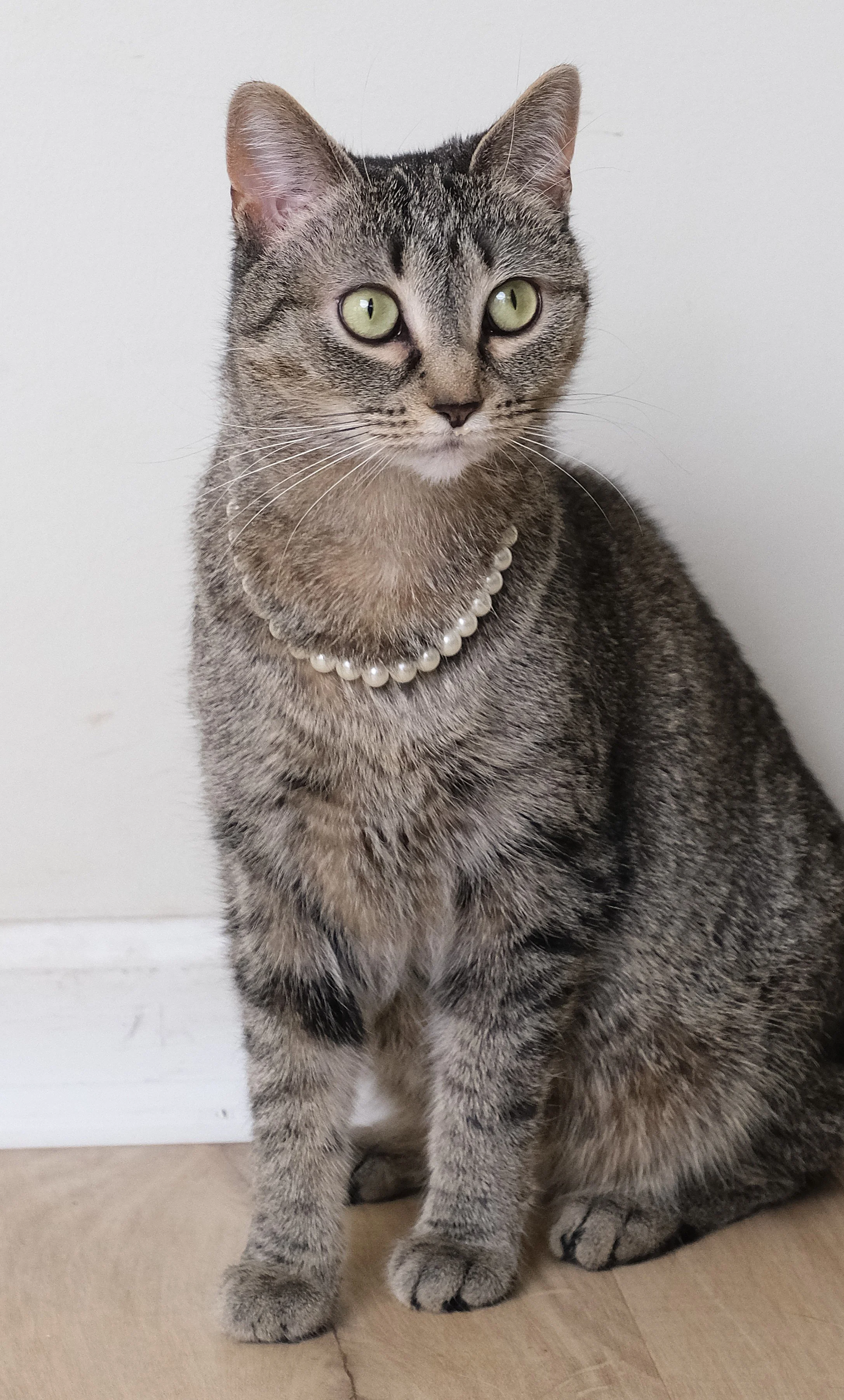 Gray tabby cat with piercing green eyes, wearing a pearl necklace, sitting on a wooden floor against a plain wall.