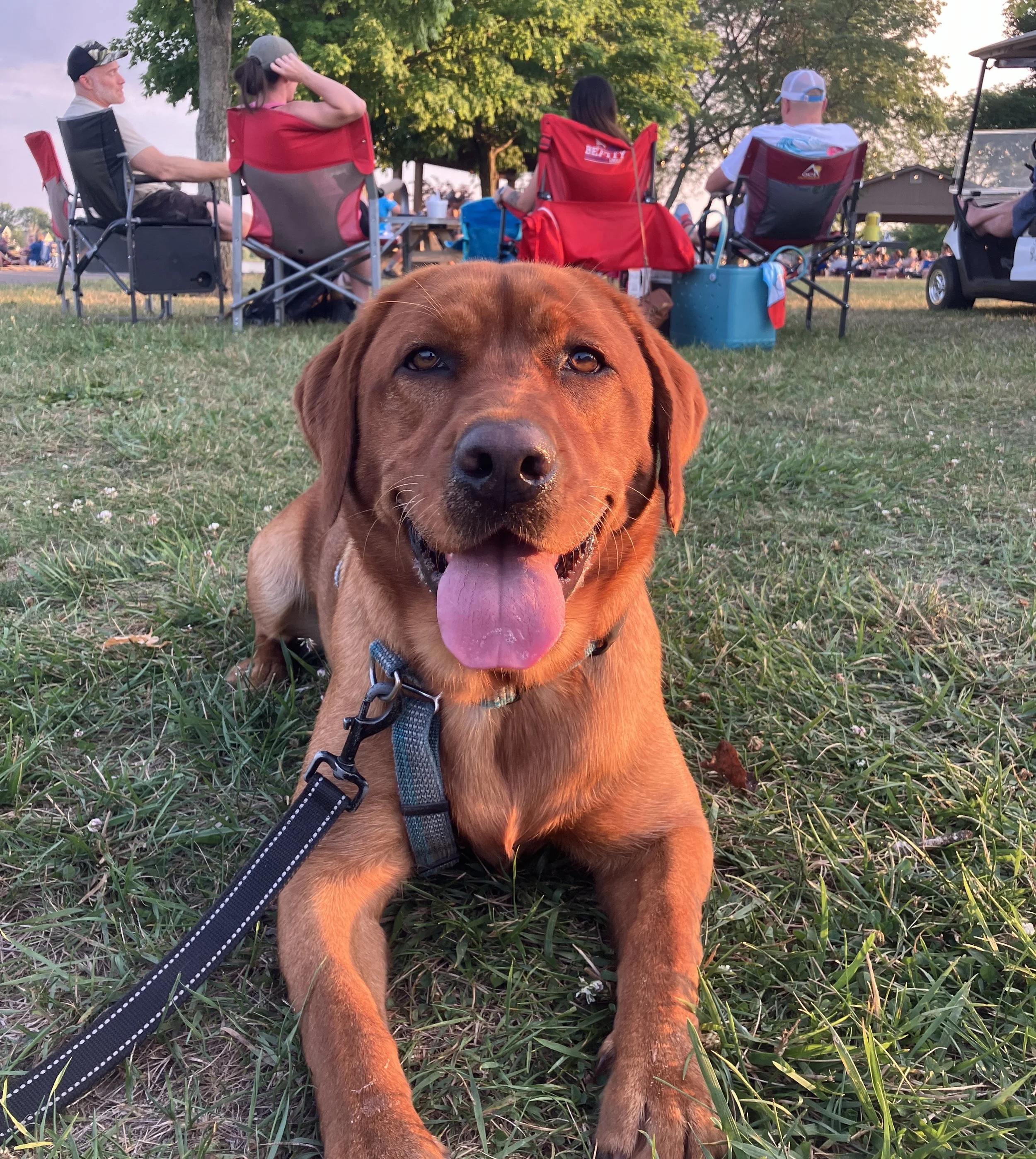 Close-up of a happy brown dog lying on grass with its tongue out, with people seated in chairs and trees in the background.