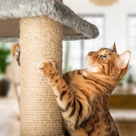 A ginger tabby cat playing with a scratching post in a home interior.