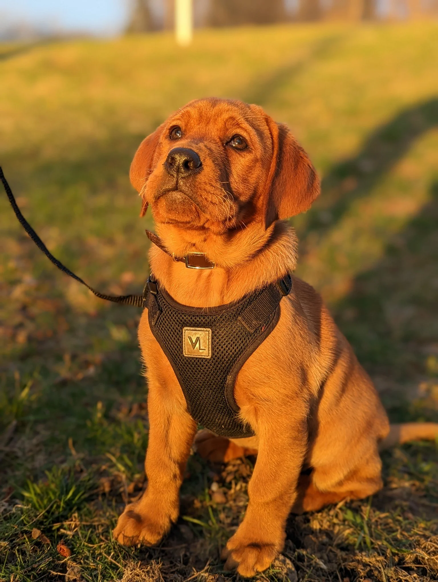 A cute brown puppy wearing a black harness sitting outdoors on grass during sunset