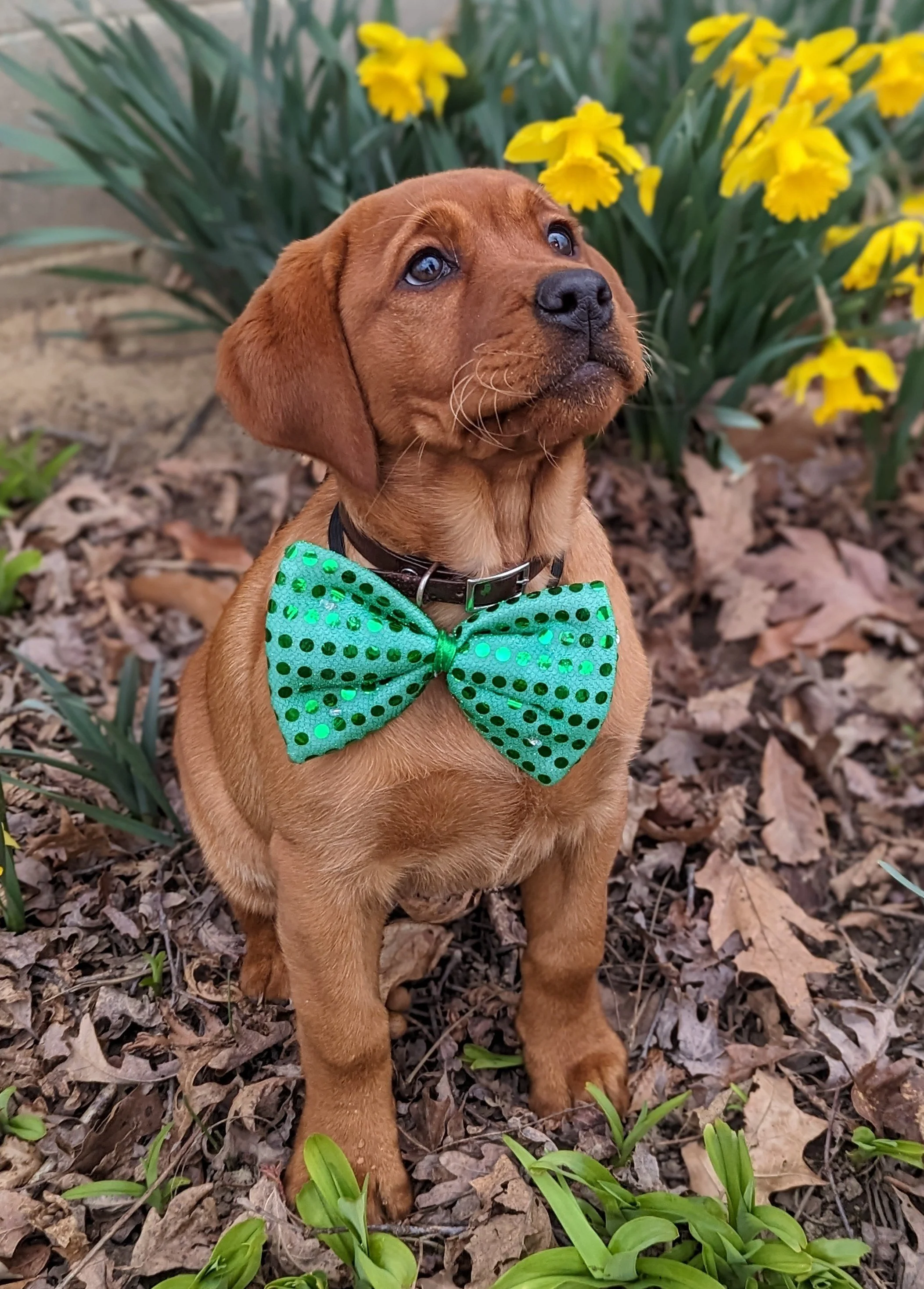 A young brown puppy with a green polka dot bow tie sitting on the ground with dried leaves and green plants, yellow daffodils in the background.