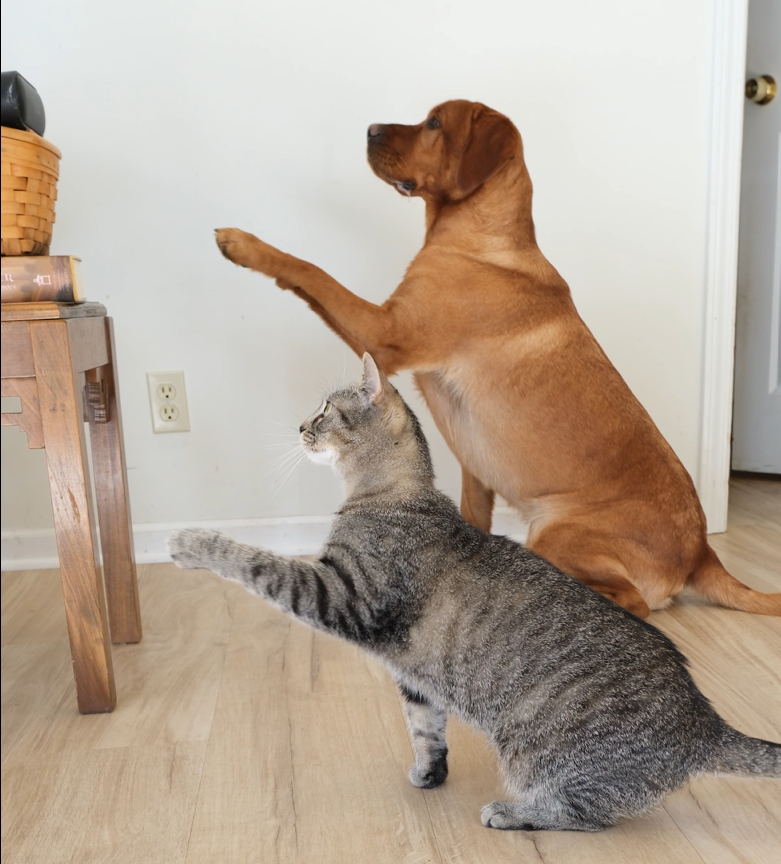 A dog and a cat playing together in a room. The dog is an adult brown Labrador Retriever sitting on the floor with one paw raised. The cat is gray with black stripes, also standing and reaching towards a wooden table. There is a white wall, a door, and a power outlet visible in the background.