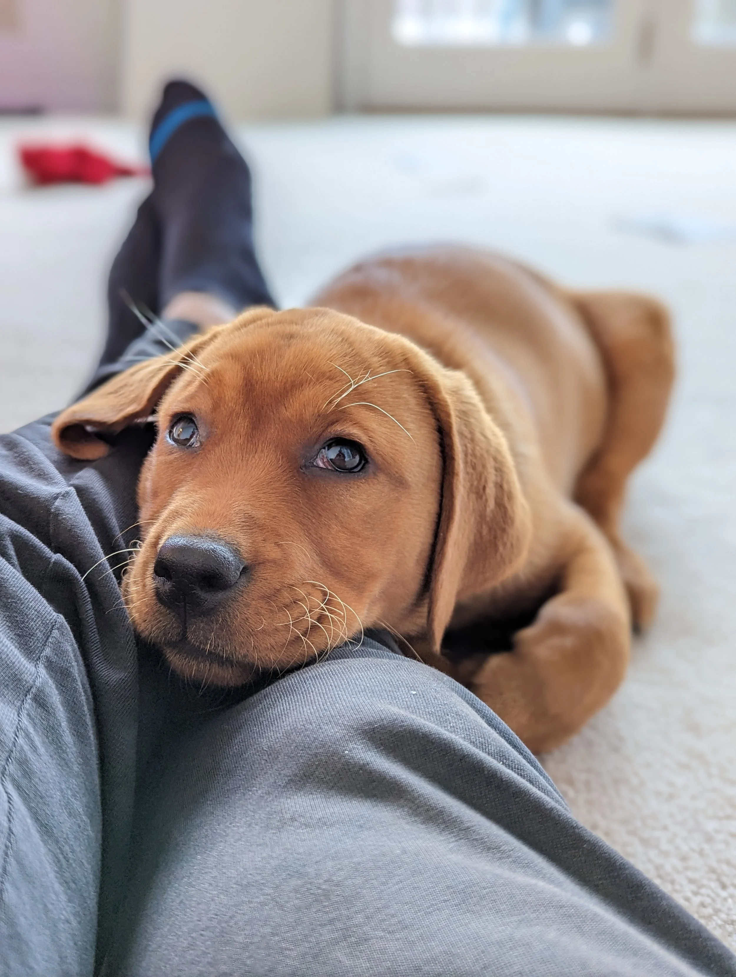 Close-up of a brown puppy resting its head on a person's leg, with a blurred background of a room with a window.