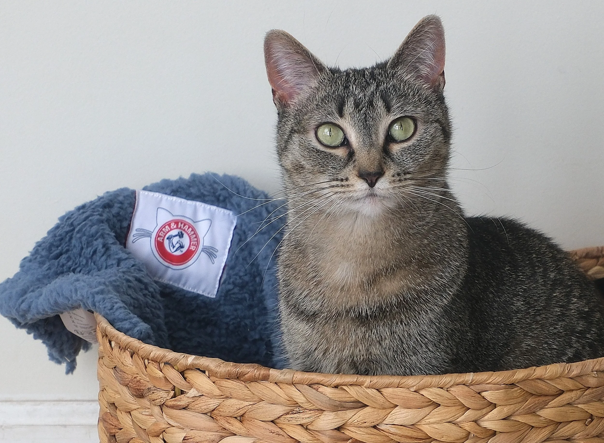 A gray tabby cat with green eyes sitting inside a woven basket, accompanied by a blue fleece blanket with an Arm & Hammer logo.