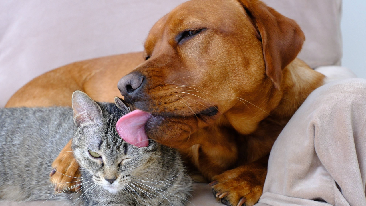 A dog licking a cat's head while the cat lies on a couch.