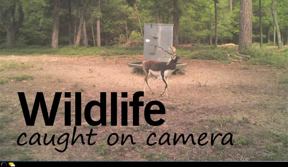 Caught on Camera Title Slide.jpg