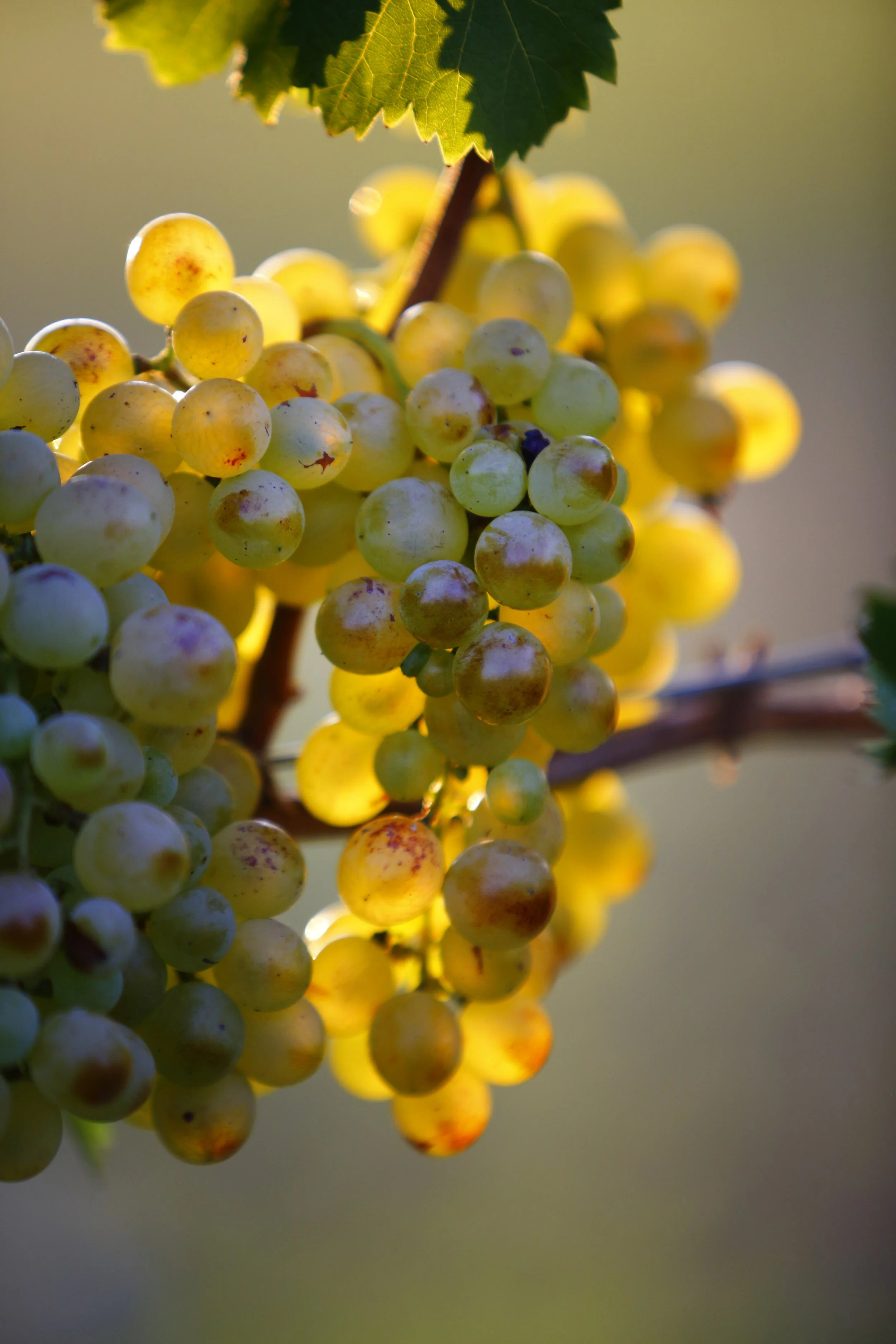 Close-up of a bunch of green grapes hanging from a vine, with sunlight illuminating the grapes, and green leaves above.