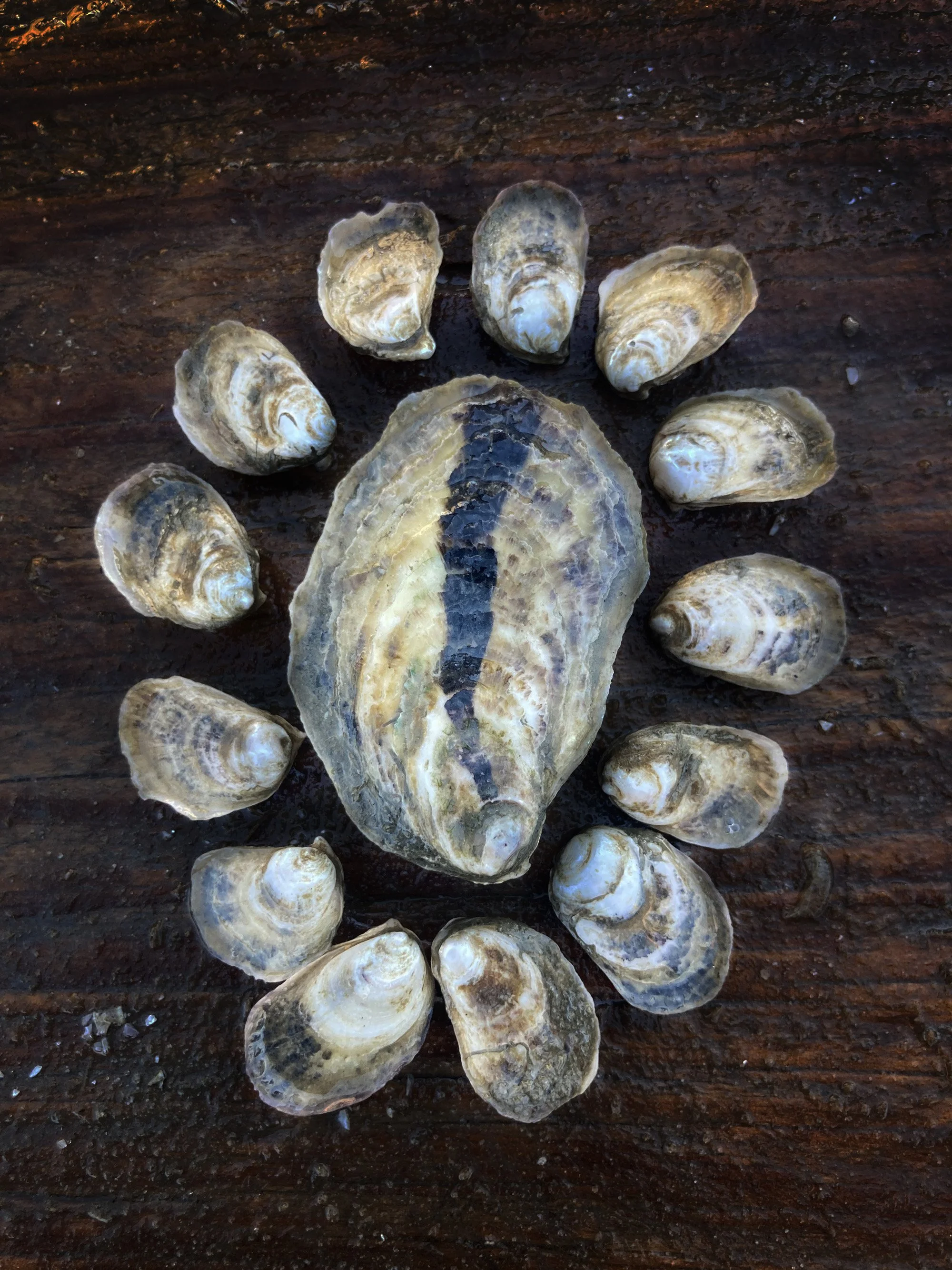 A large shell surrounded by smaller shells on a dark wooden surface.
