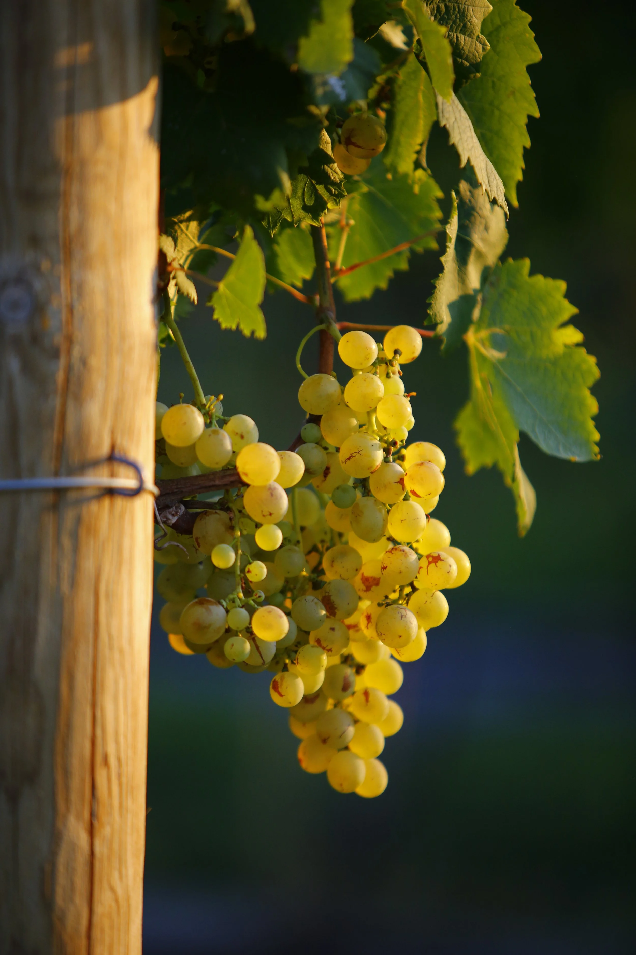 A bunch of white grapes hanging from a vine with green leaves, bathed in warm sunlight, next to a wooden support post.