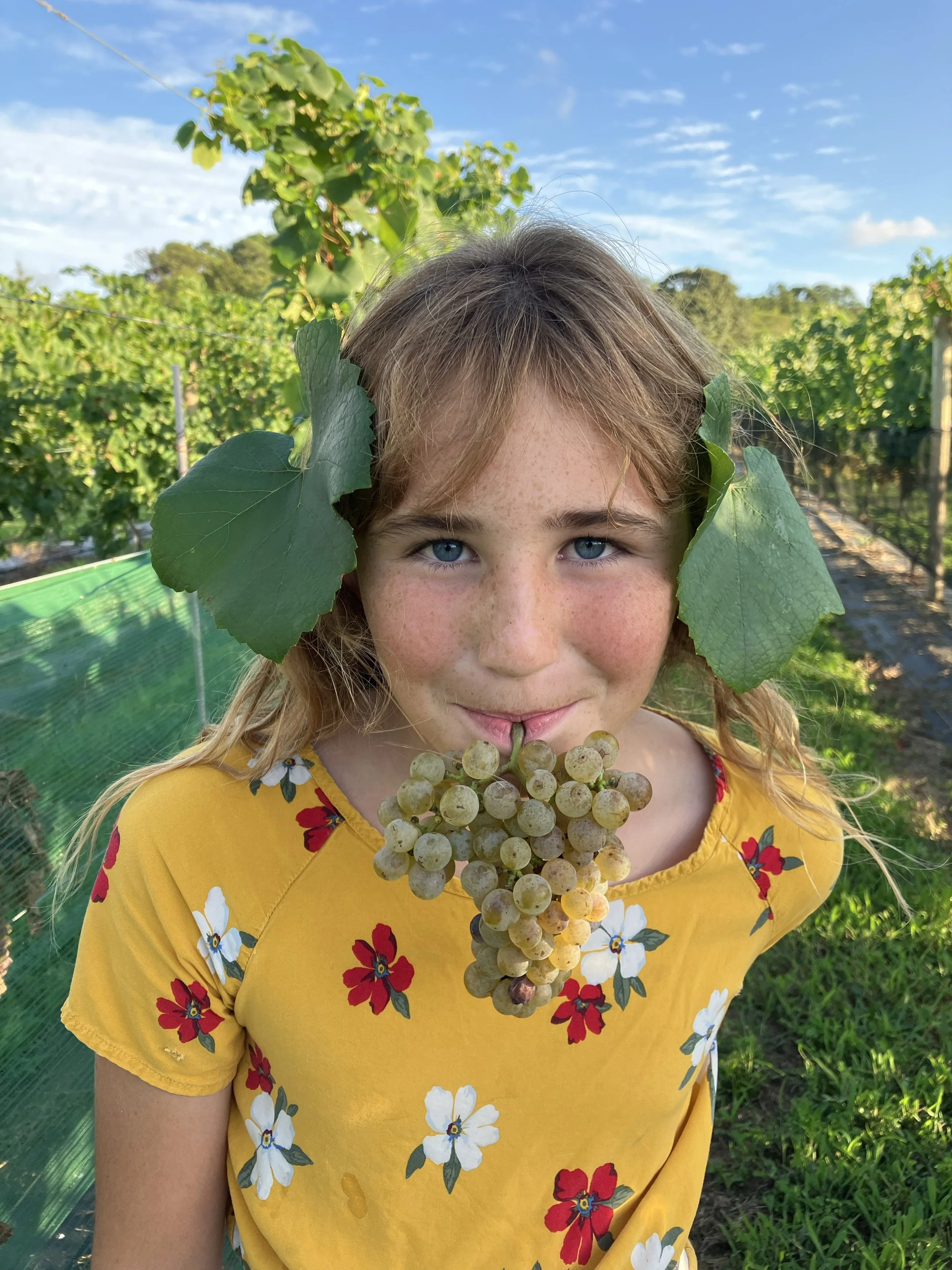 A young girl with blue eyes and freckles is holding a bunch of grapes near her mouth, standing in a vineyard on a sunny day. She is wearing a yellow shirt with red, white, and blue floral patterns, and has a grapevine leaf near her right ear.