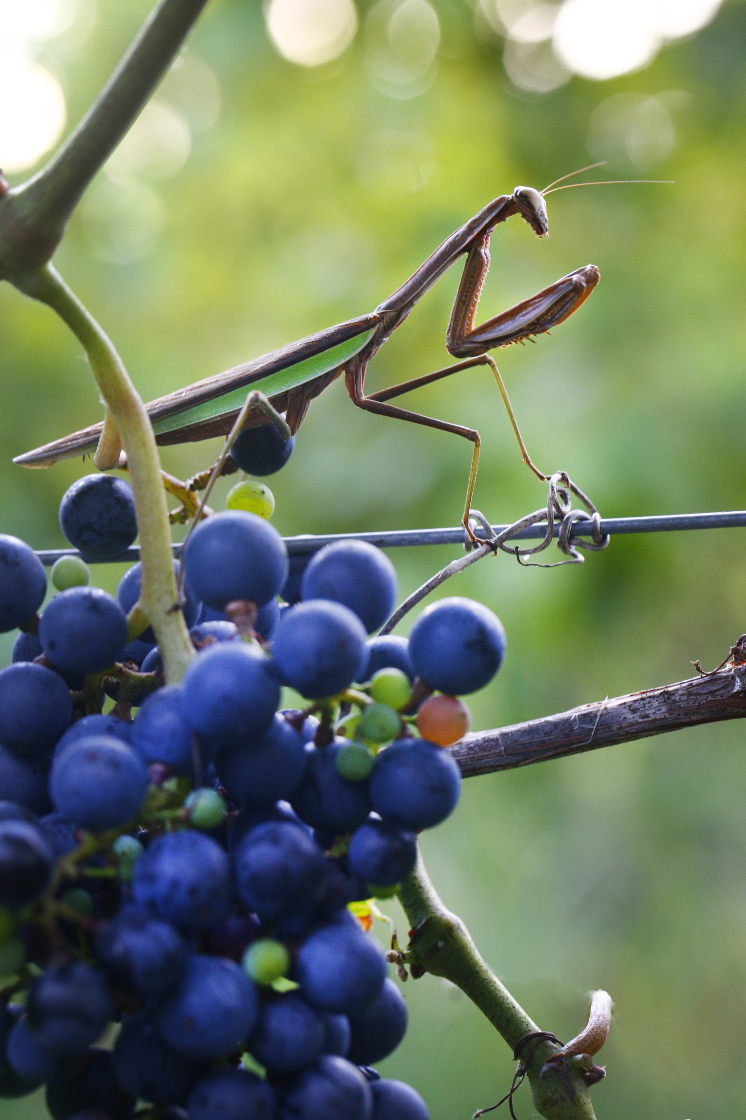 Close-up of a bunch of dark purple grapes hanging on a vine with a green background.