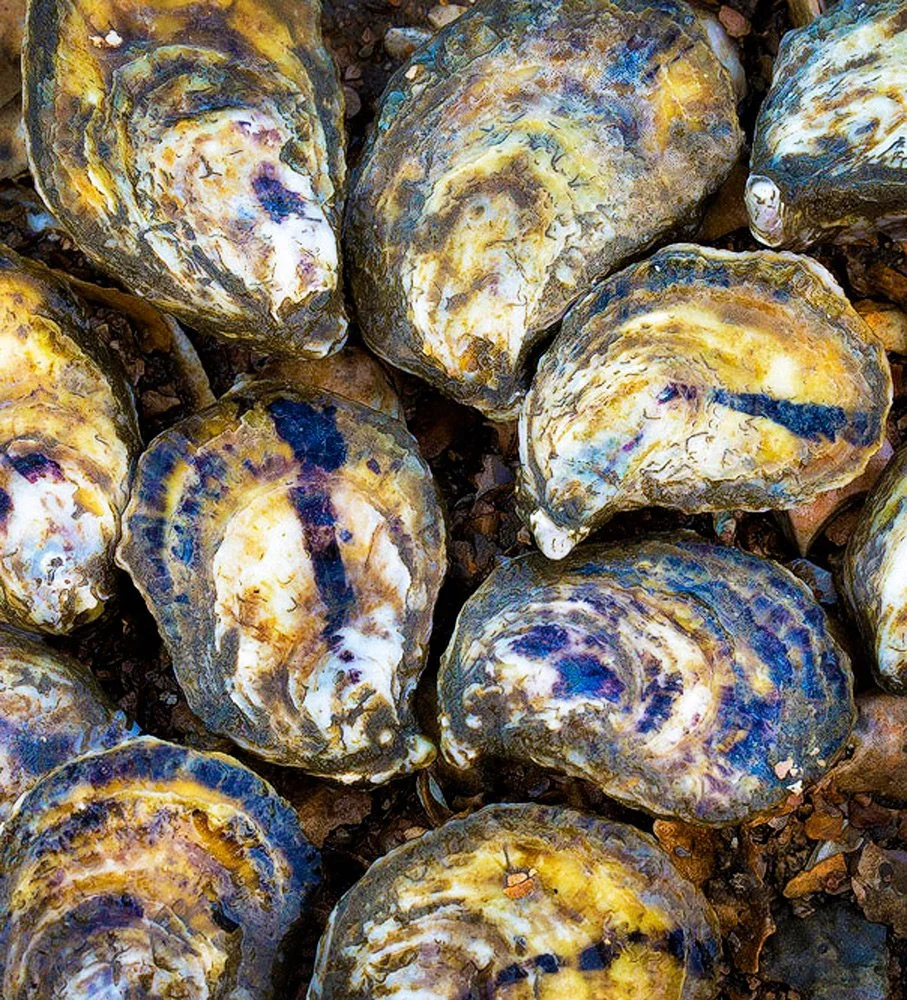 Close-up of oysters on a rocky beach.