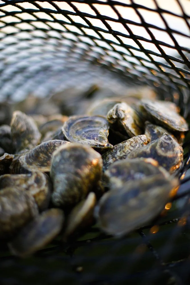 Clams in a fishing net with sunlight shining on them
