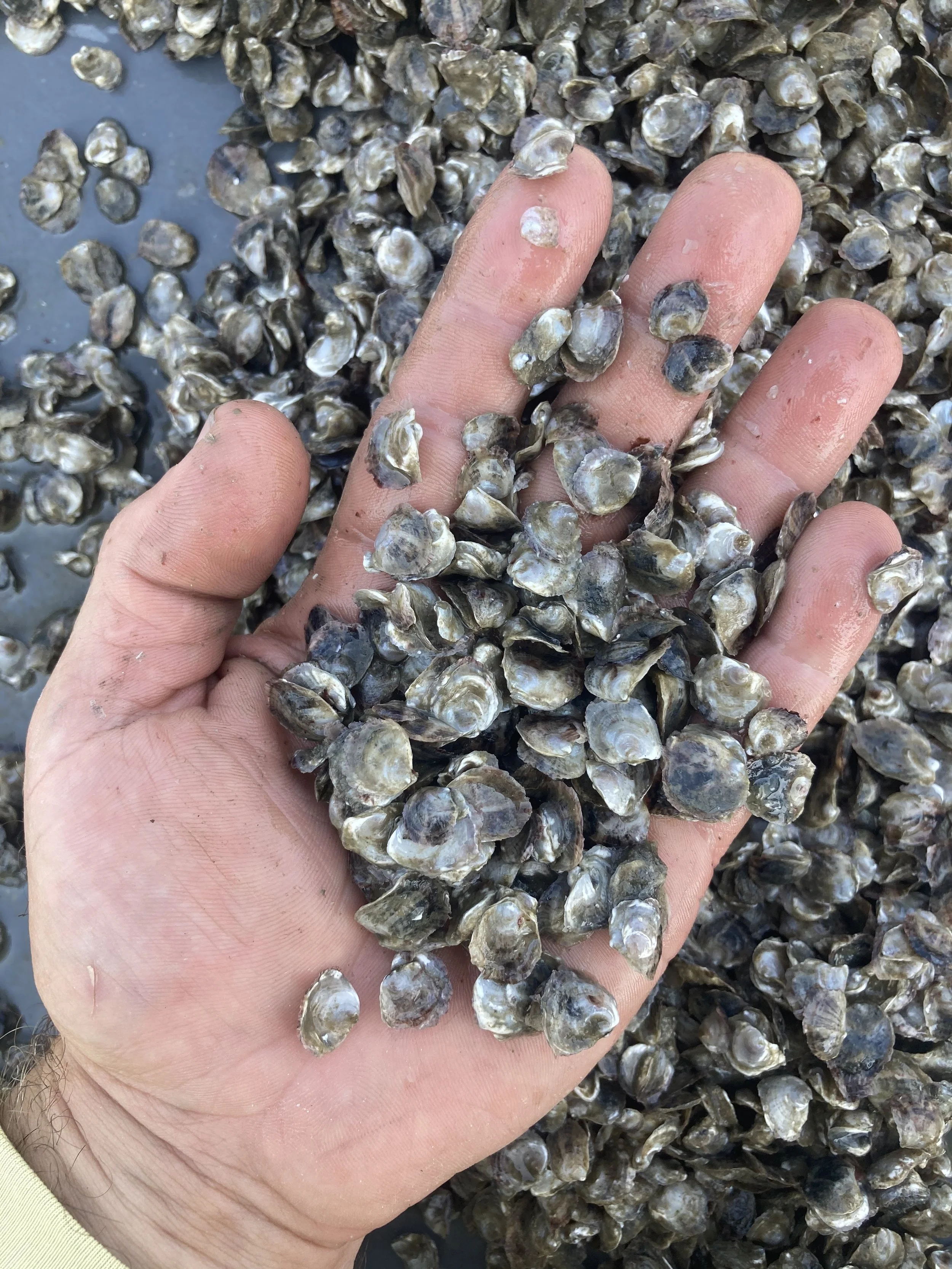 A person's hand holding small, shiny oysters with more oysters in the background.
