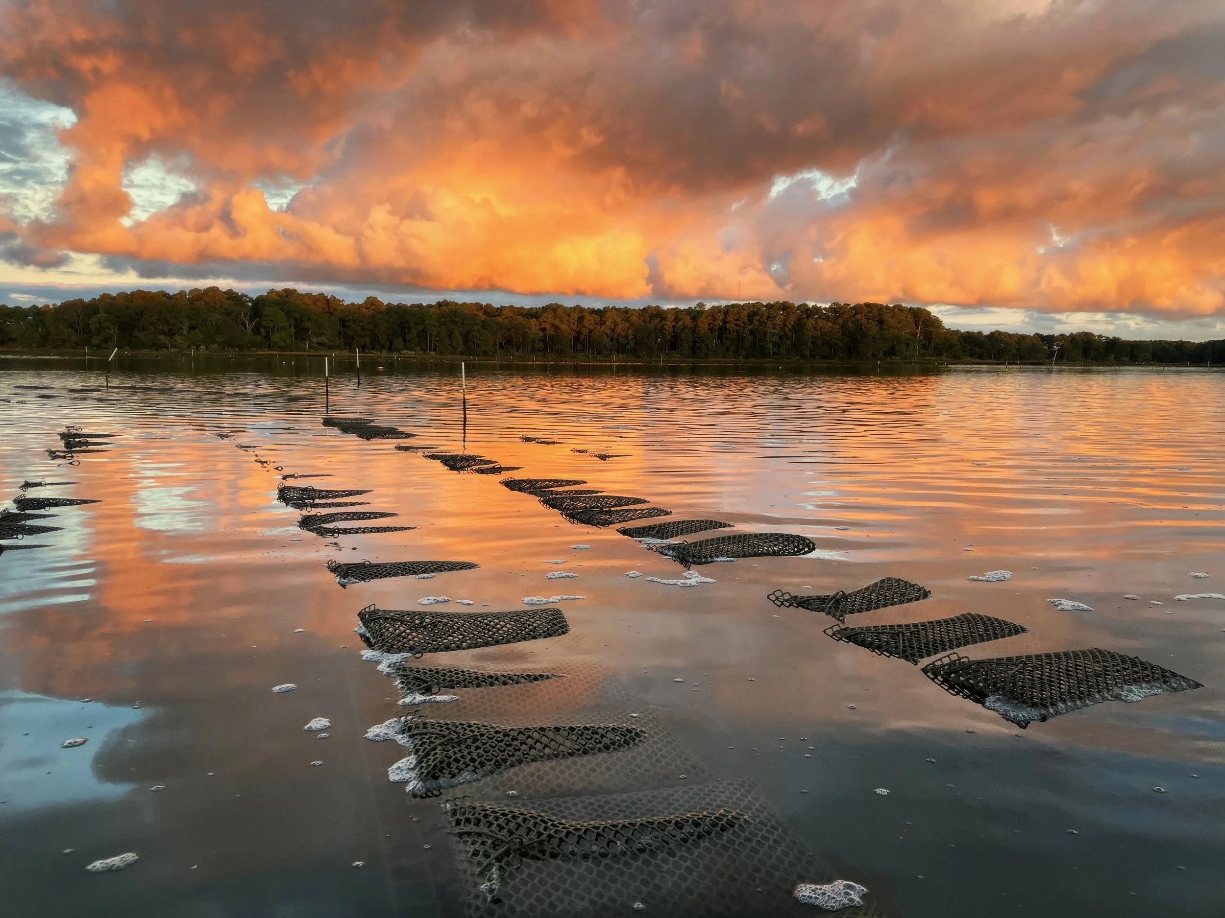 A lake at sunset with orange and purple clouds reflecting on the water. Floating platforms with black netting are floating on the water's surface.