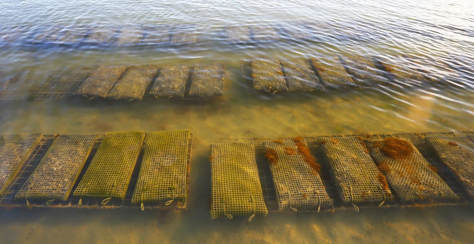 Two rows of green and brown seaweed farming mesh bags floating in shallow water near a sandy beach.