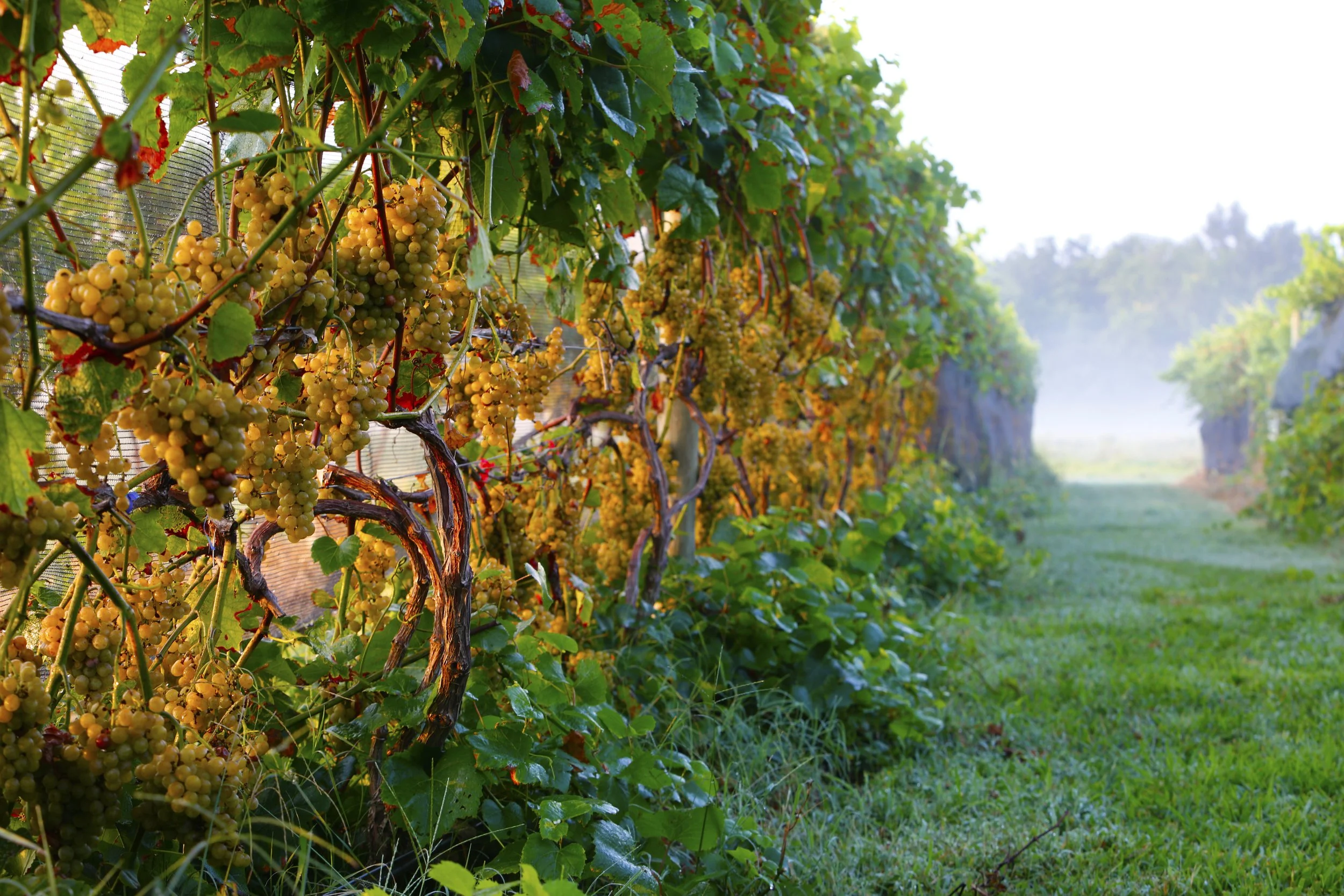 Grapevine with bunches of ripe yellow grapes growing along a trellis in a vineyard, with green leaves and a distant hillside background.