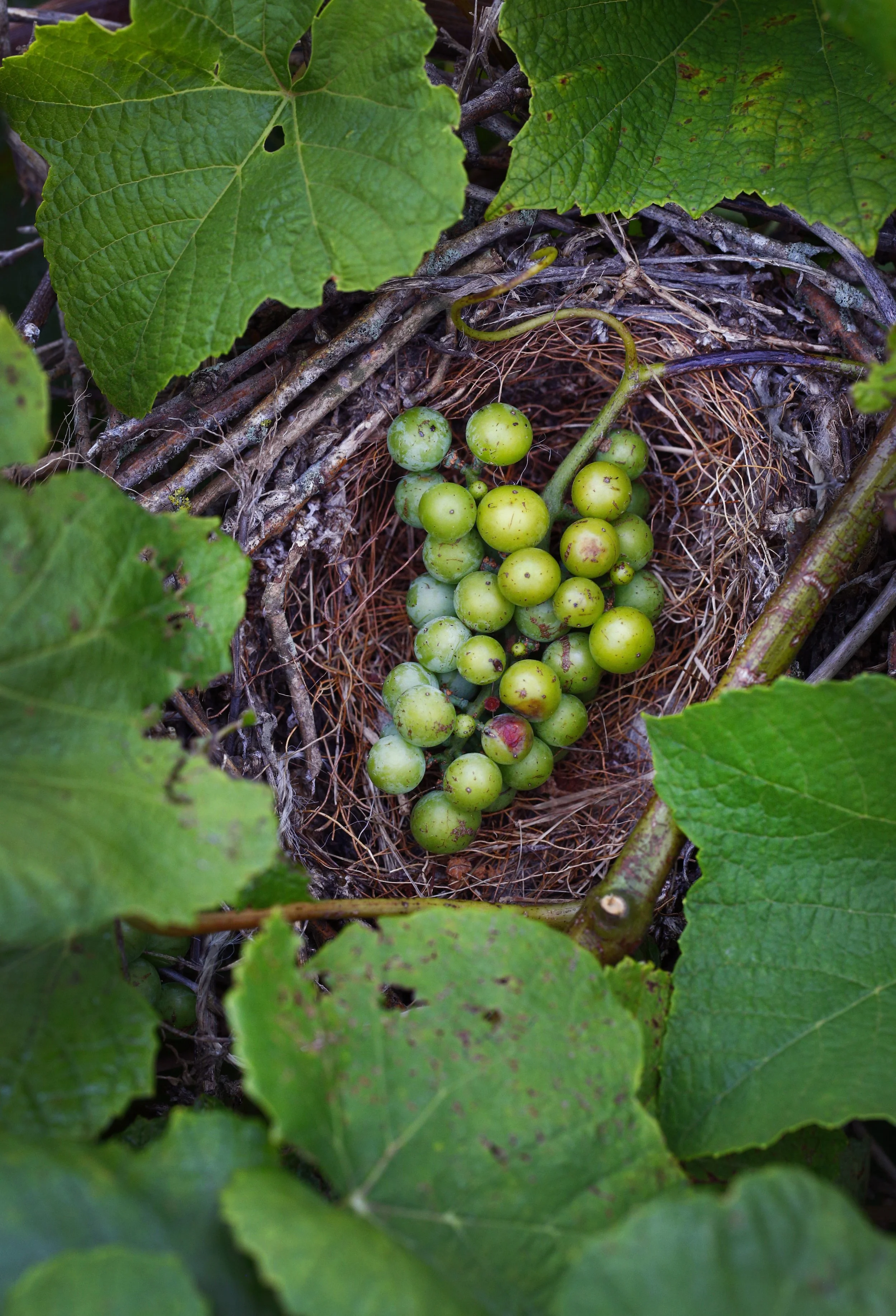 A bird's nest with a bunch of unripe green grapes inside, surrounded by large green vine leaves.