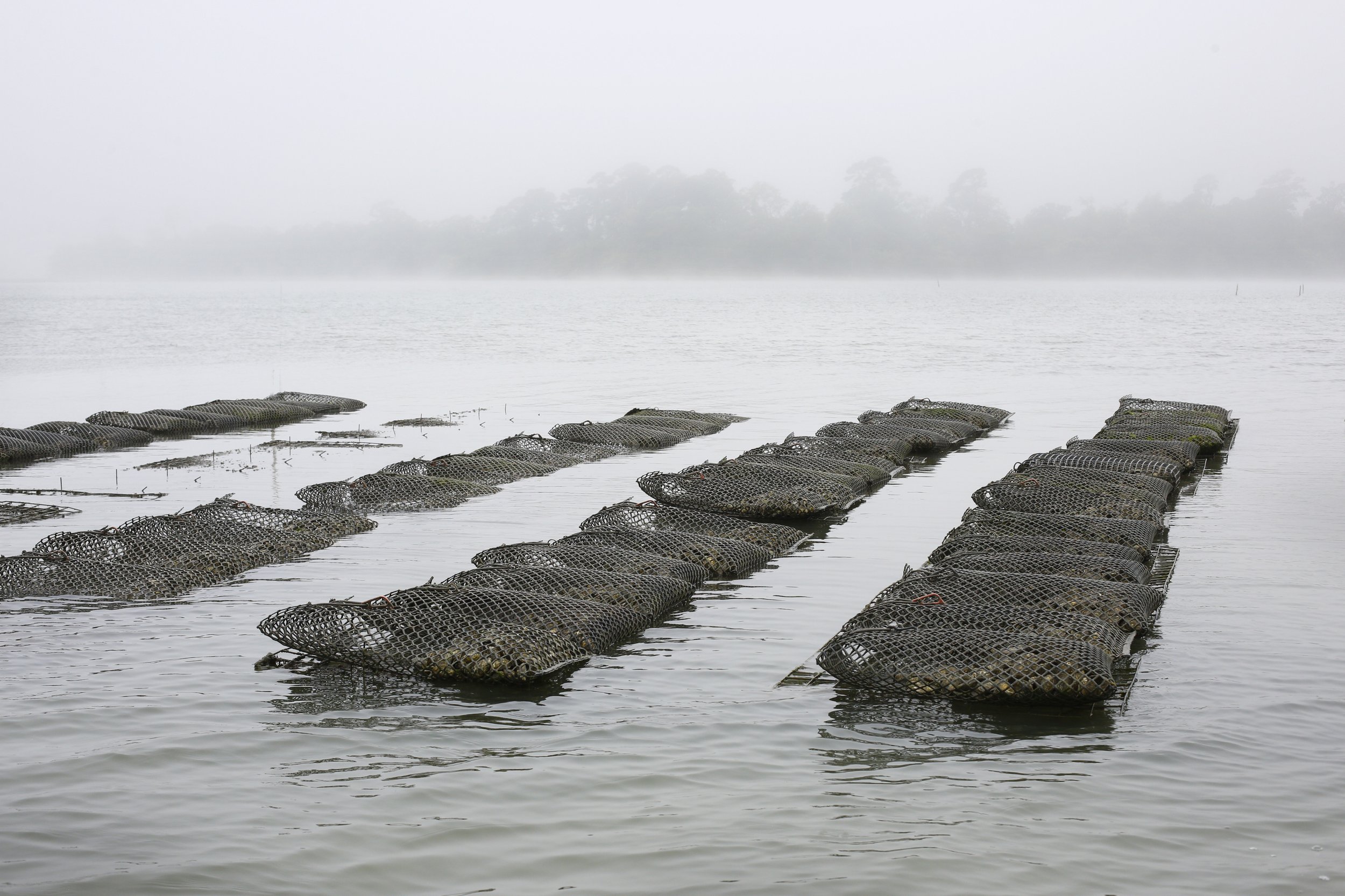 View of a foggy lake with multiple row-like structures floating on the water, leading towards a distant fog-shrouded shoreline with trees.
