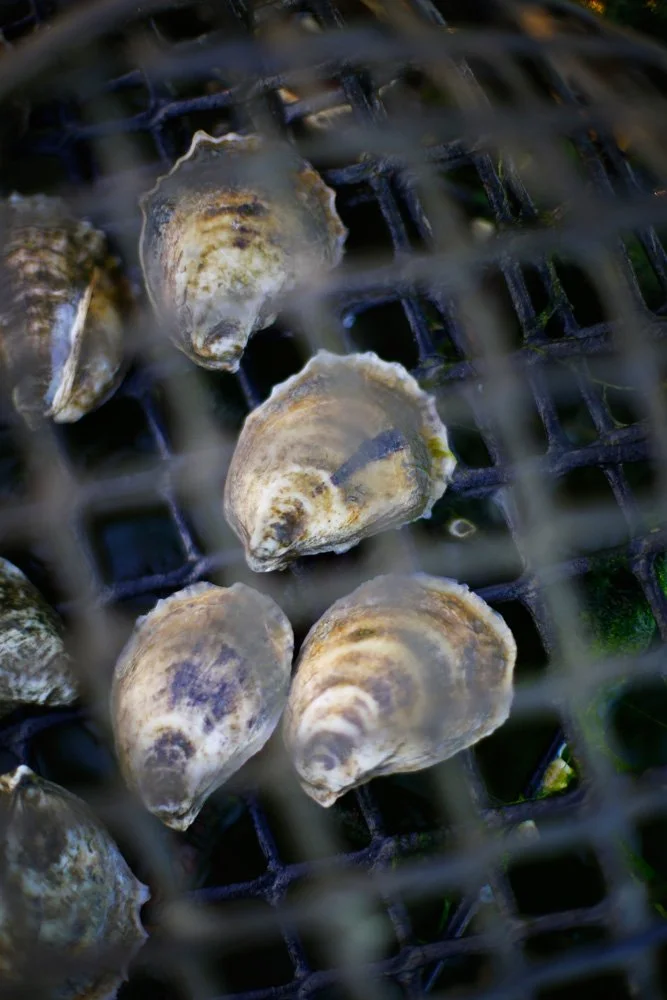 Clams on a fishing or clam harvesting grate.