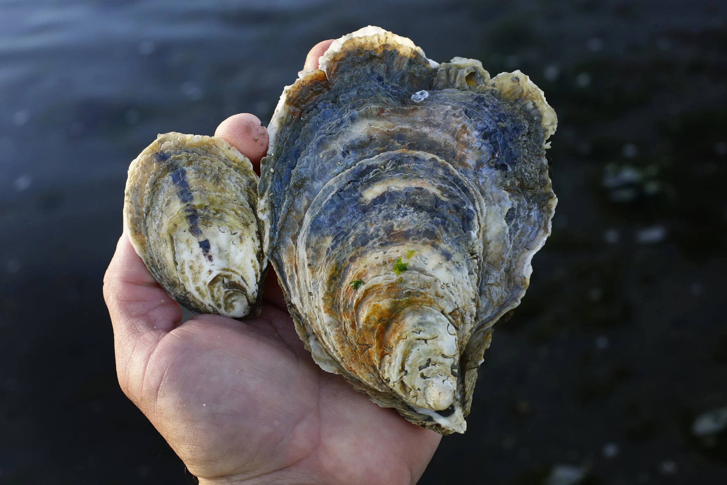Close-up of a hand holding a cluster of oyster shells with a dark blue water background.
