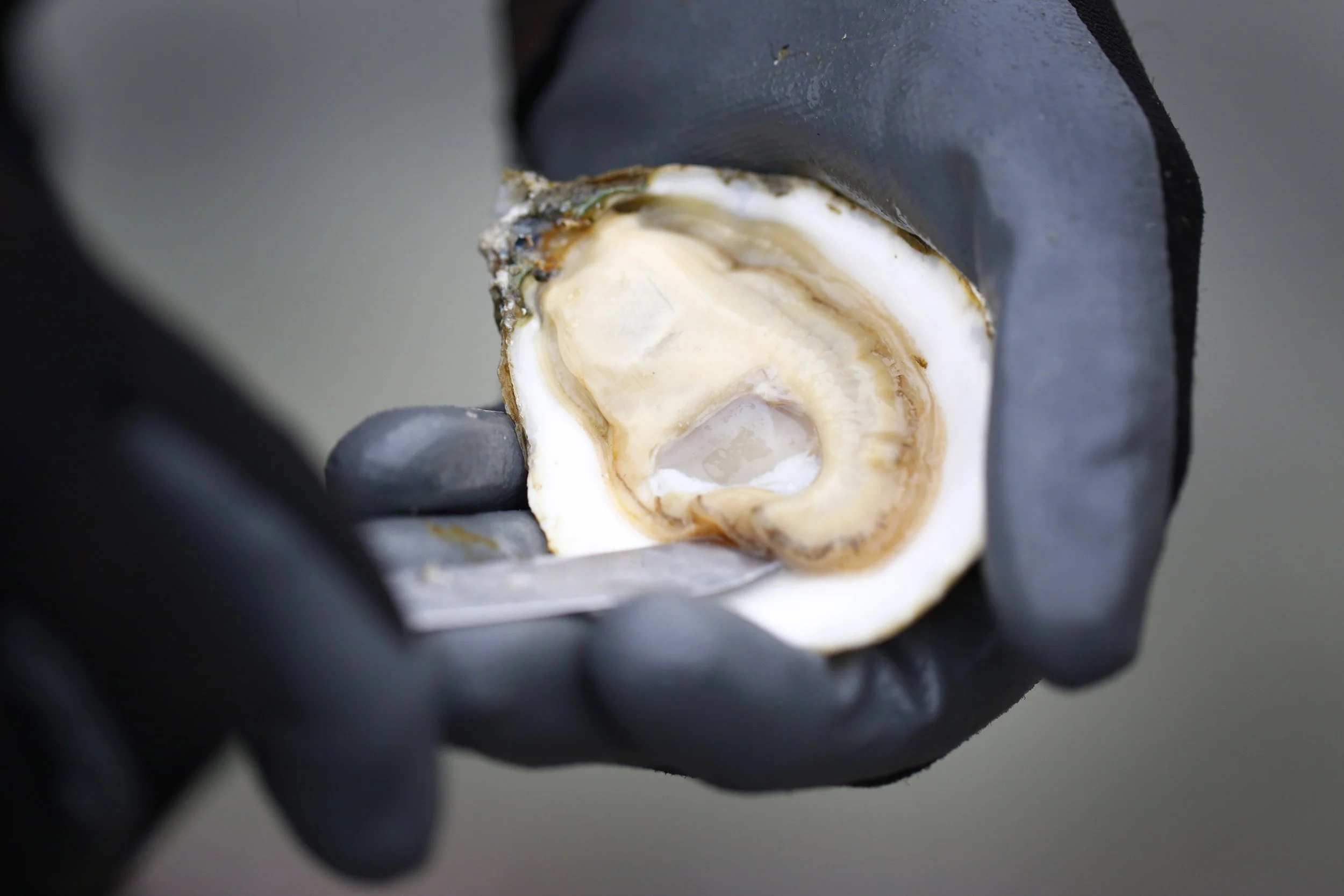 Close-up of a gloved hand holding an oyster with a knife, showing the oyster's inside with beige and white flesh.