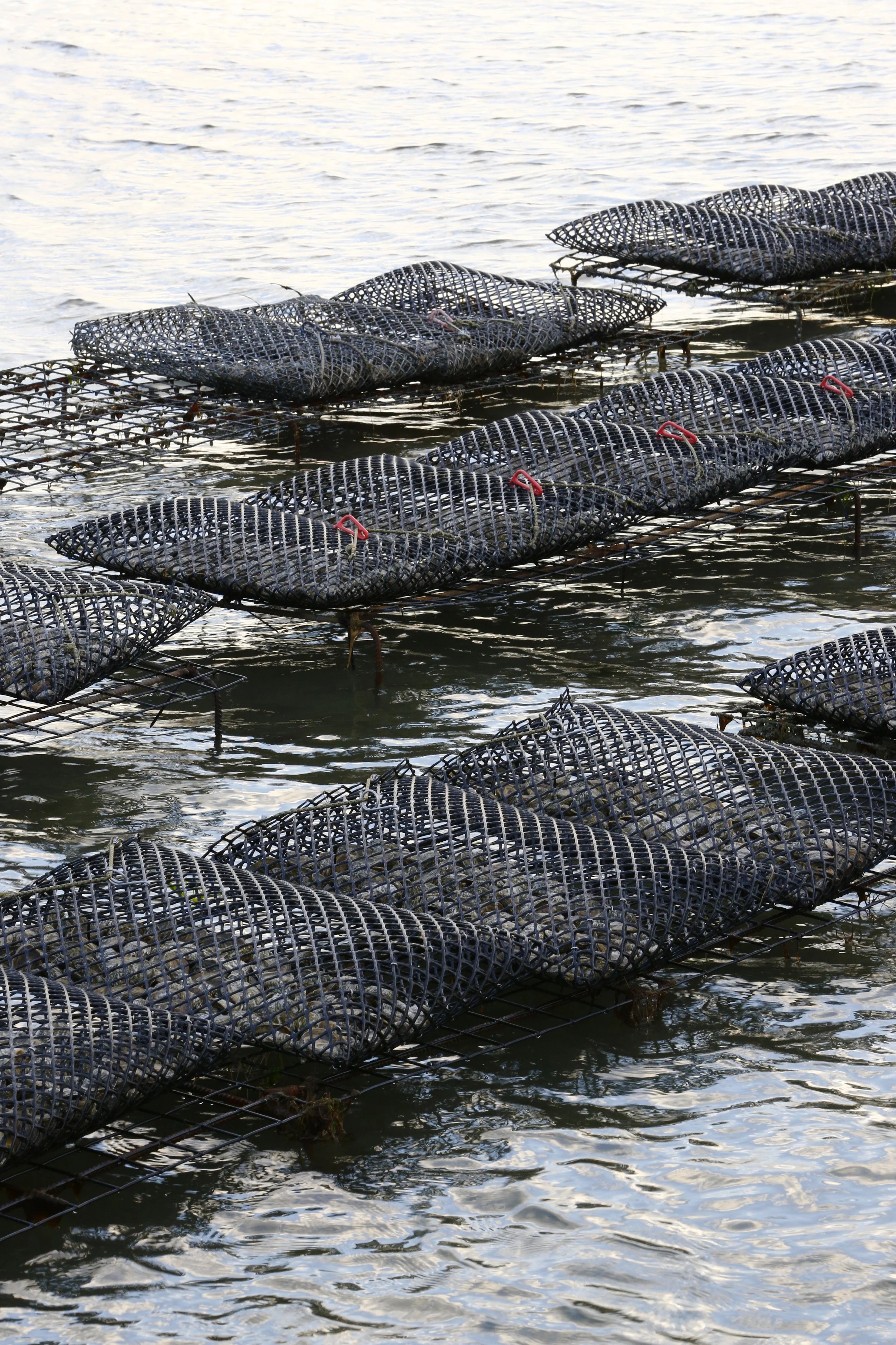 Multiple lobster traps floating on water, connected with ropes, in a calm waterbody.