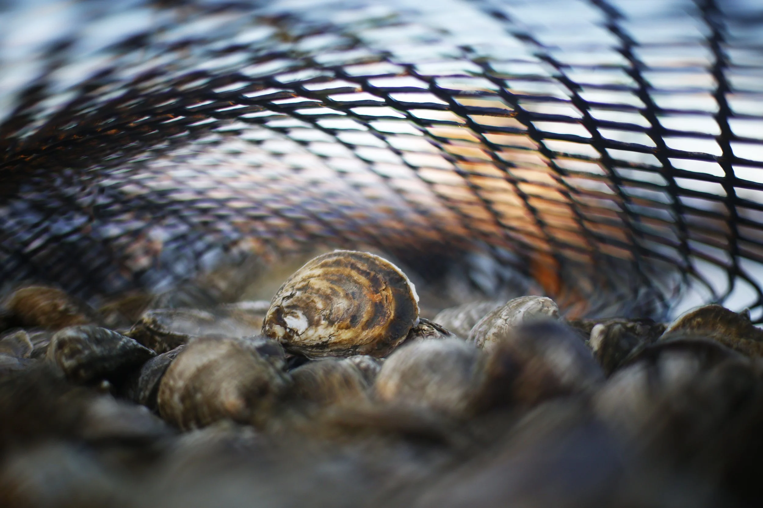Close-up of shells and pebbles on a beach with a blurred background of a wire or netting and sunset sky.