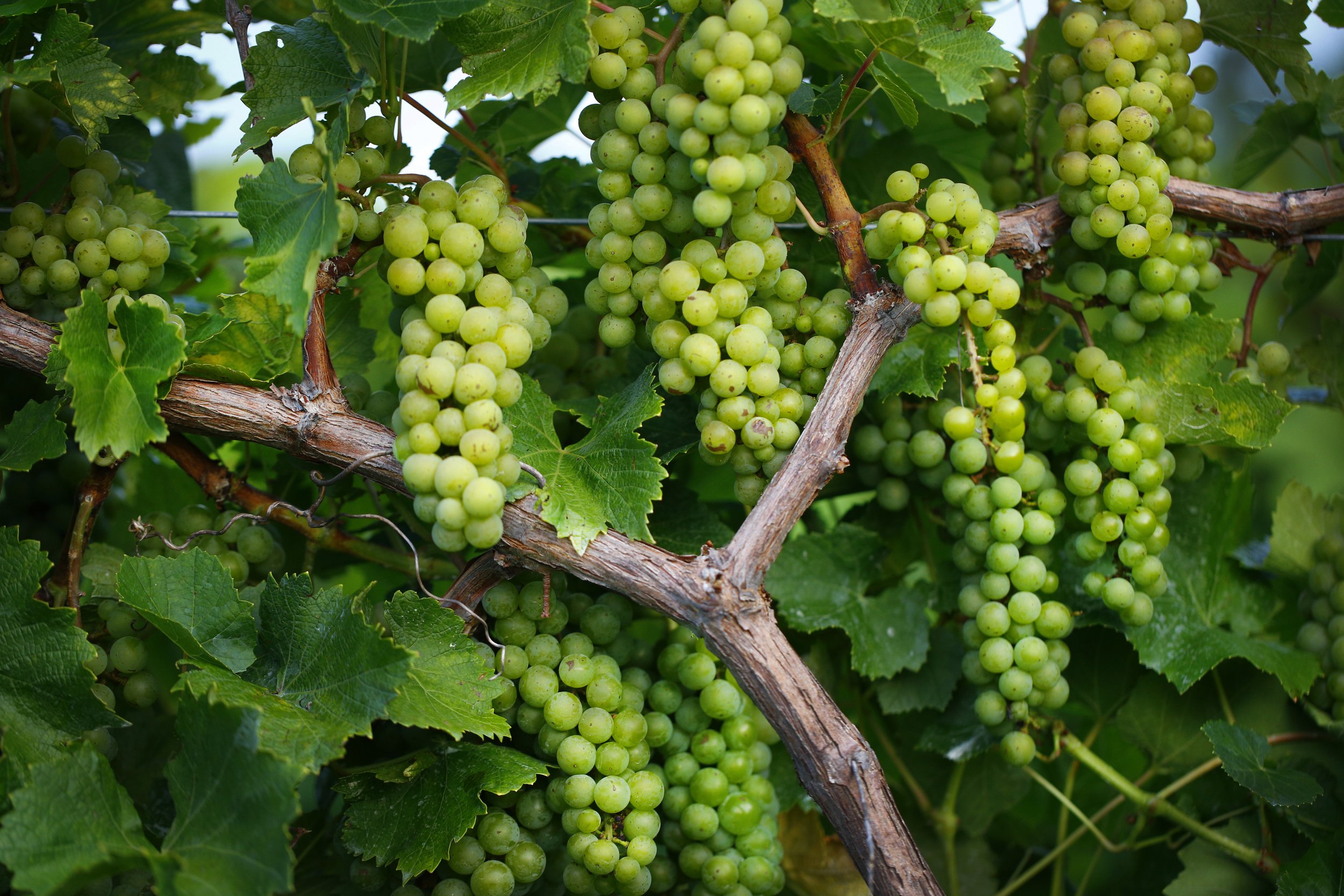 Green grapes hanging in bunches on a vine with green leaves.