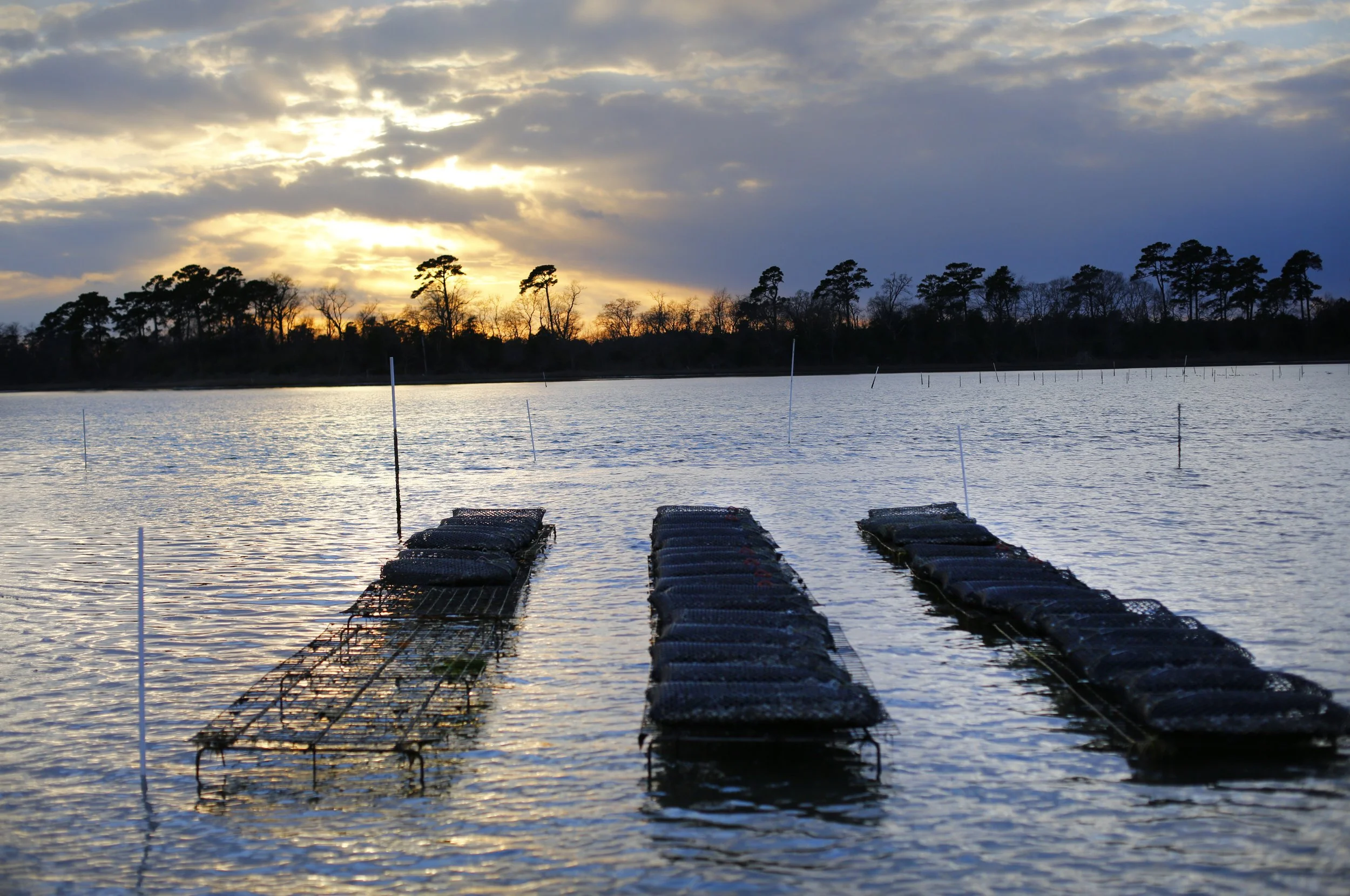 Sunset over a body of water with floating platforms and a treeline in the background.