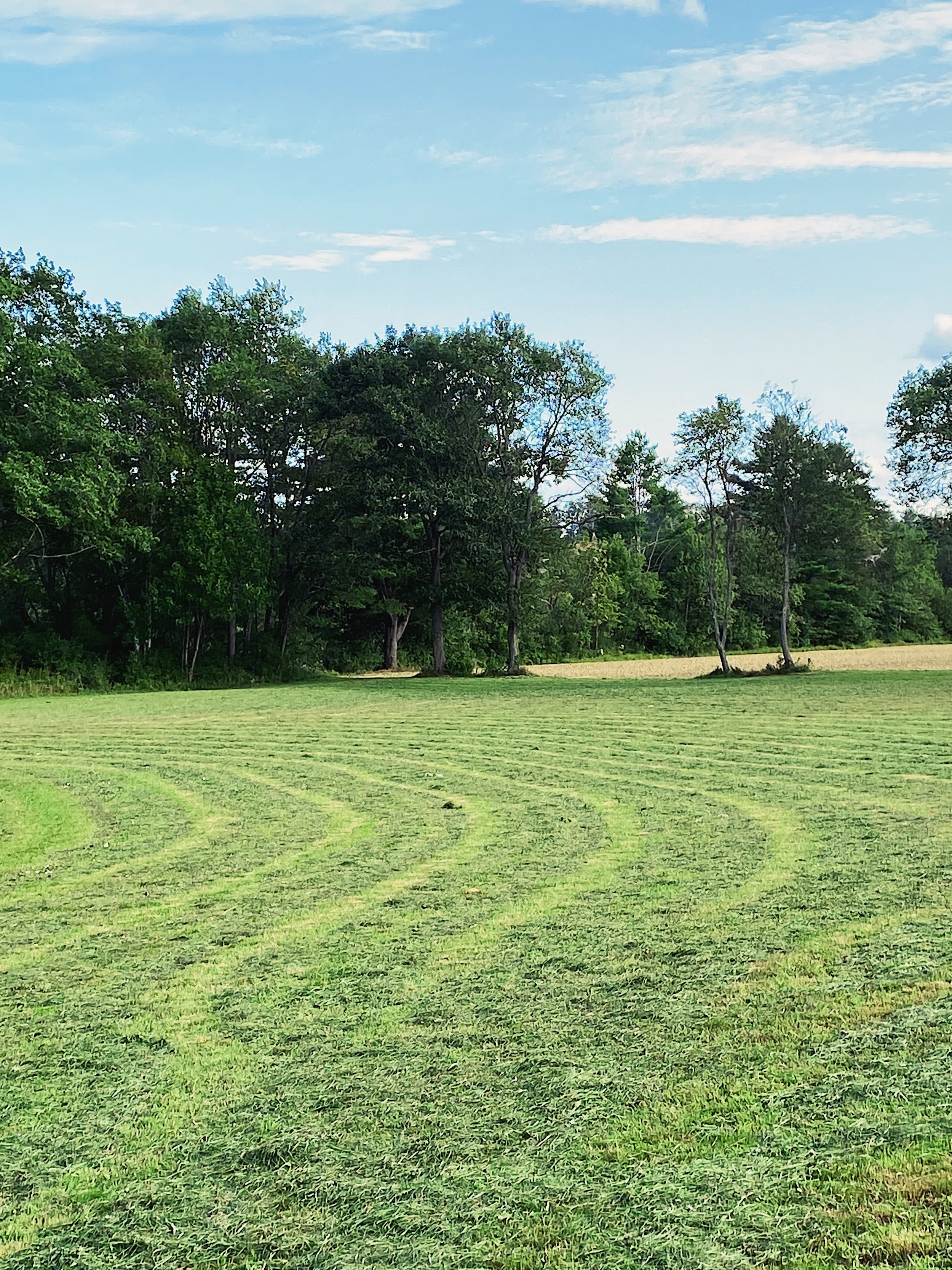 Freshly mowed hay field with blue sky and green trees