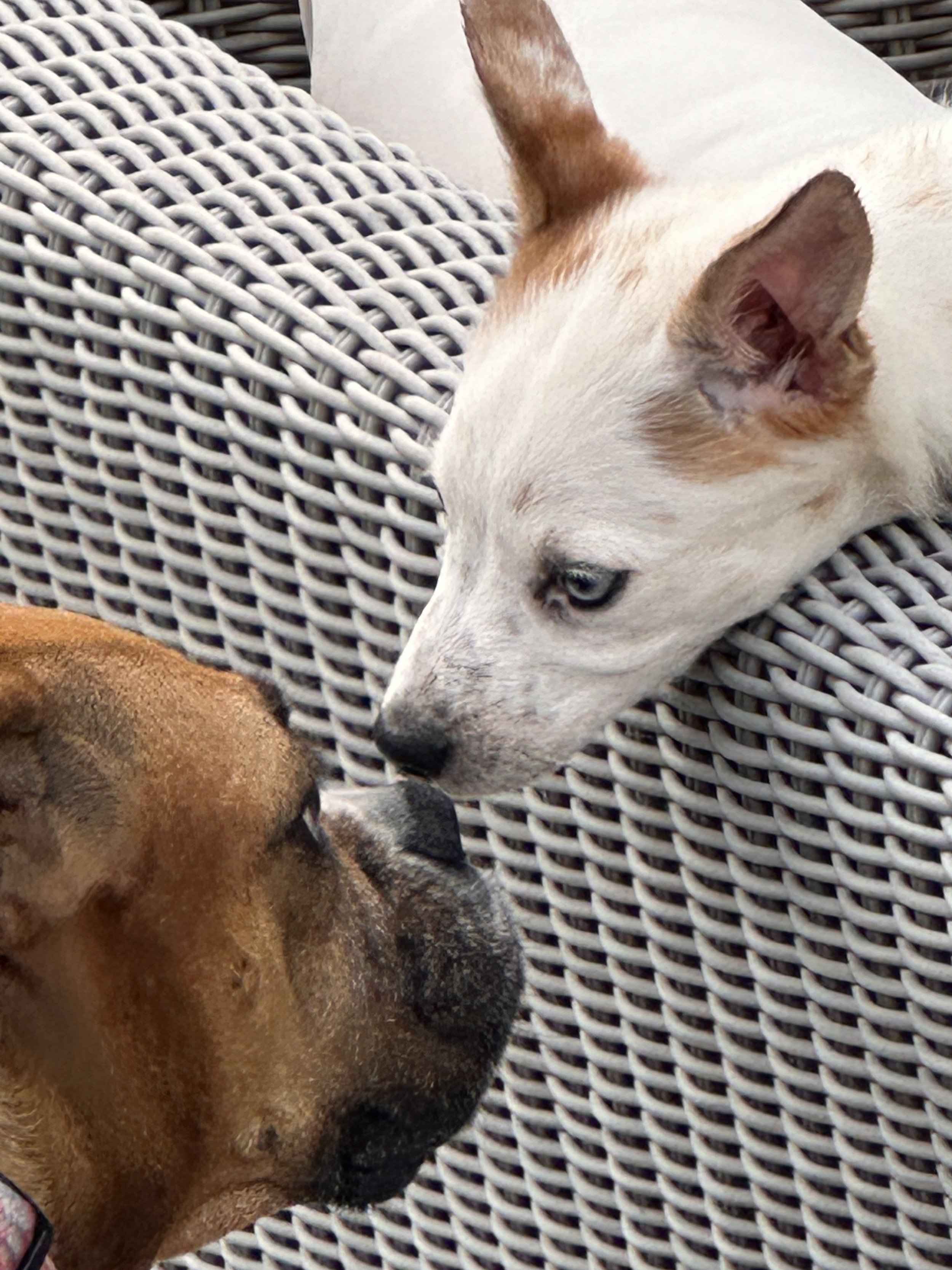 A white dog with a brown patch on its ear lying on a wicker outdoor chair next to a brown dog, in an outdoor setting.