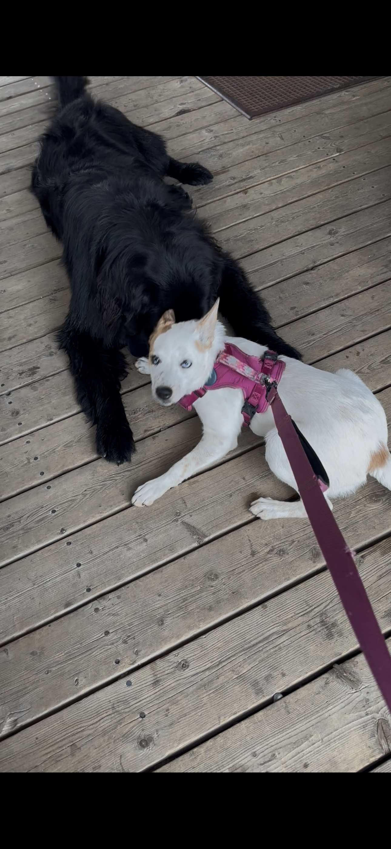 A black retriever laying on a wooden deck with a white puppy with blue eyes and light brown markings. The puppy is wearing a pink harness and leash, and they are close to each other.