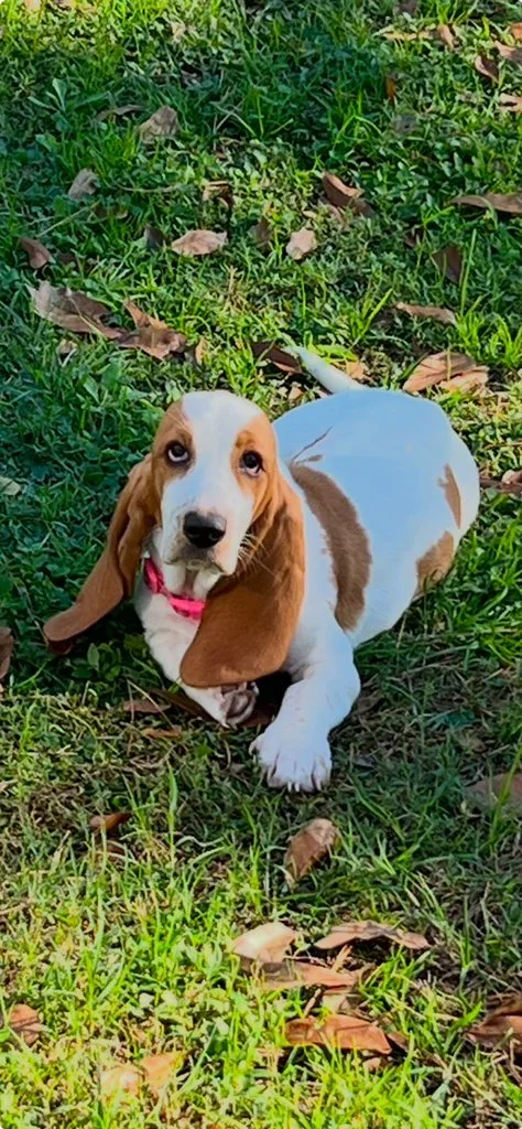 A cute Bassett with a white and brown coat lying on green grass.